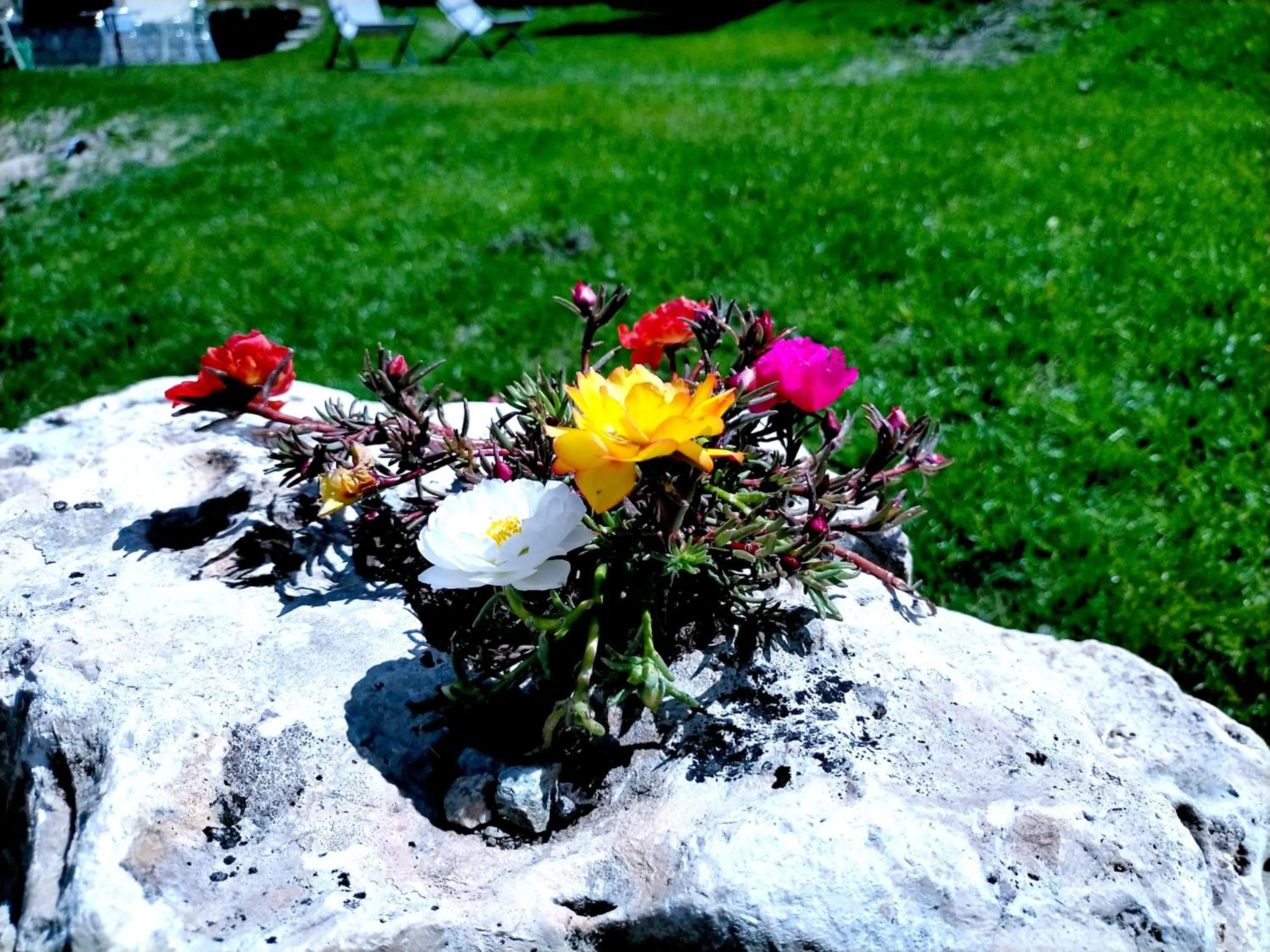 Garden view in Hotel Flora Alpina