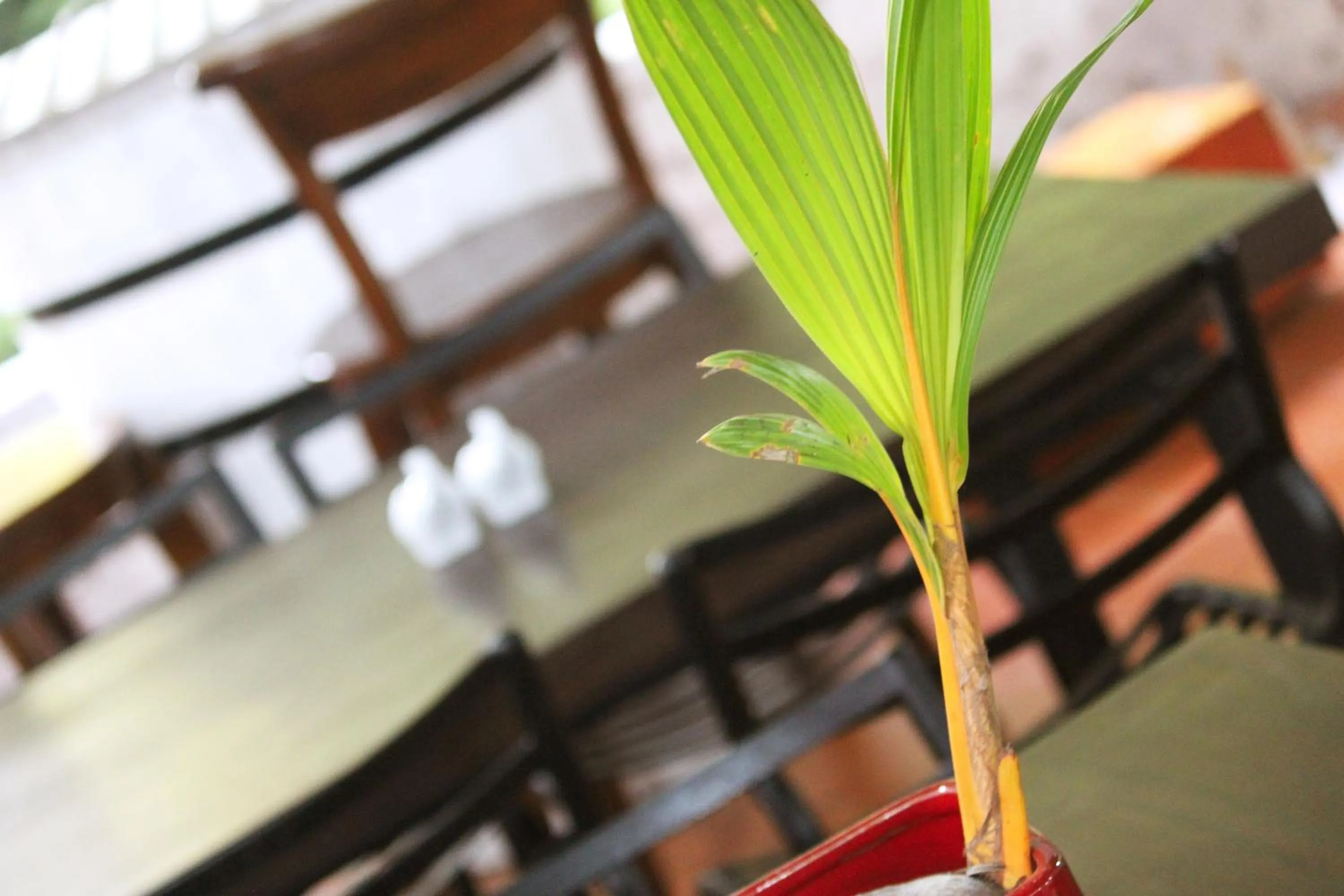 Restaurant/places to eat in Blue Pillars Kandy