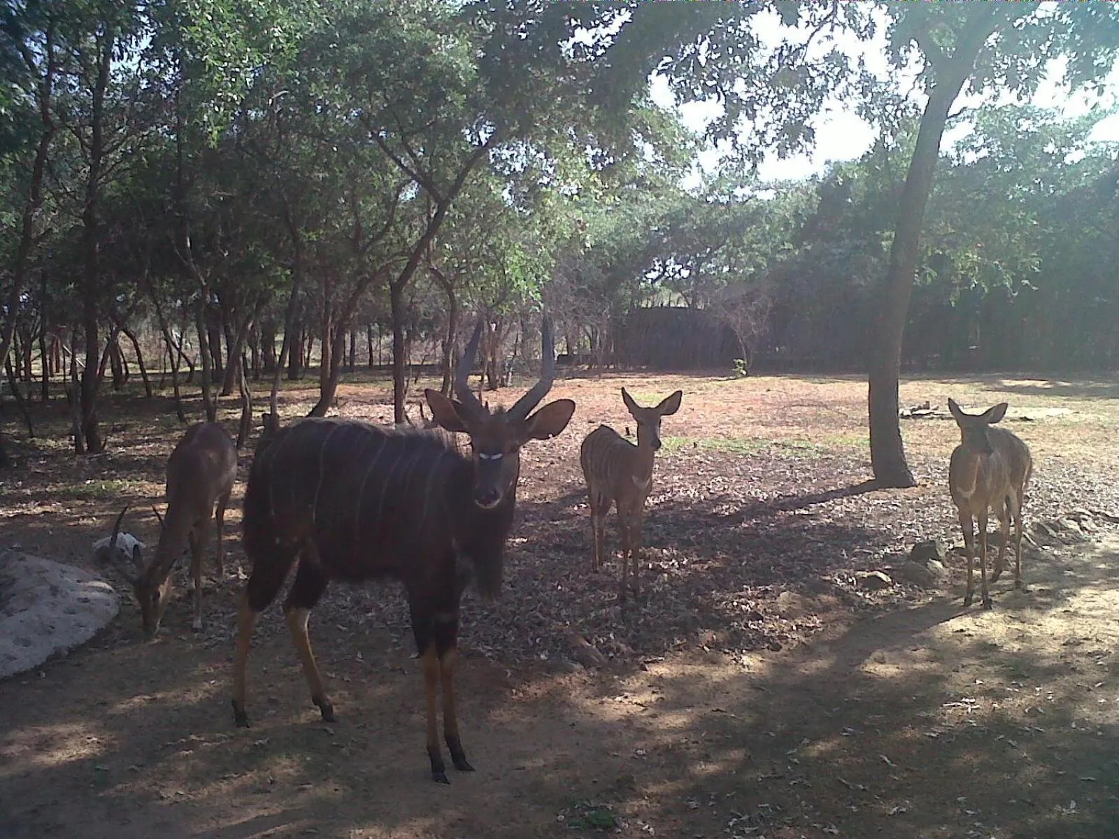 Sondela Nature Reserve & Spa Chalets