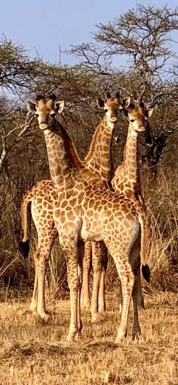 Sondela Nature Reserve & Spa Chalets