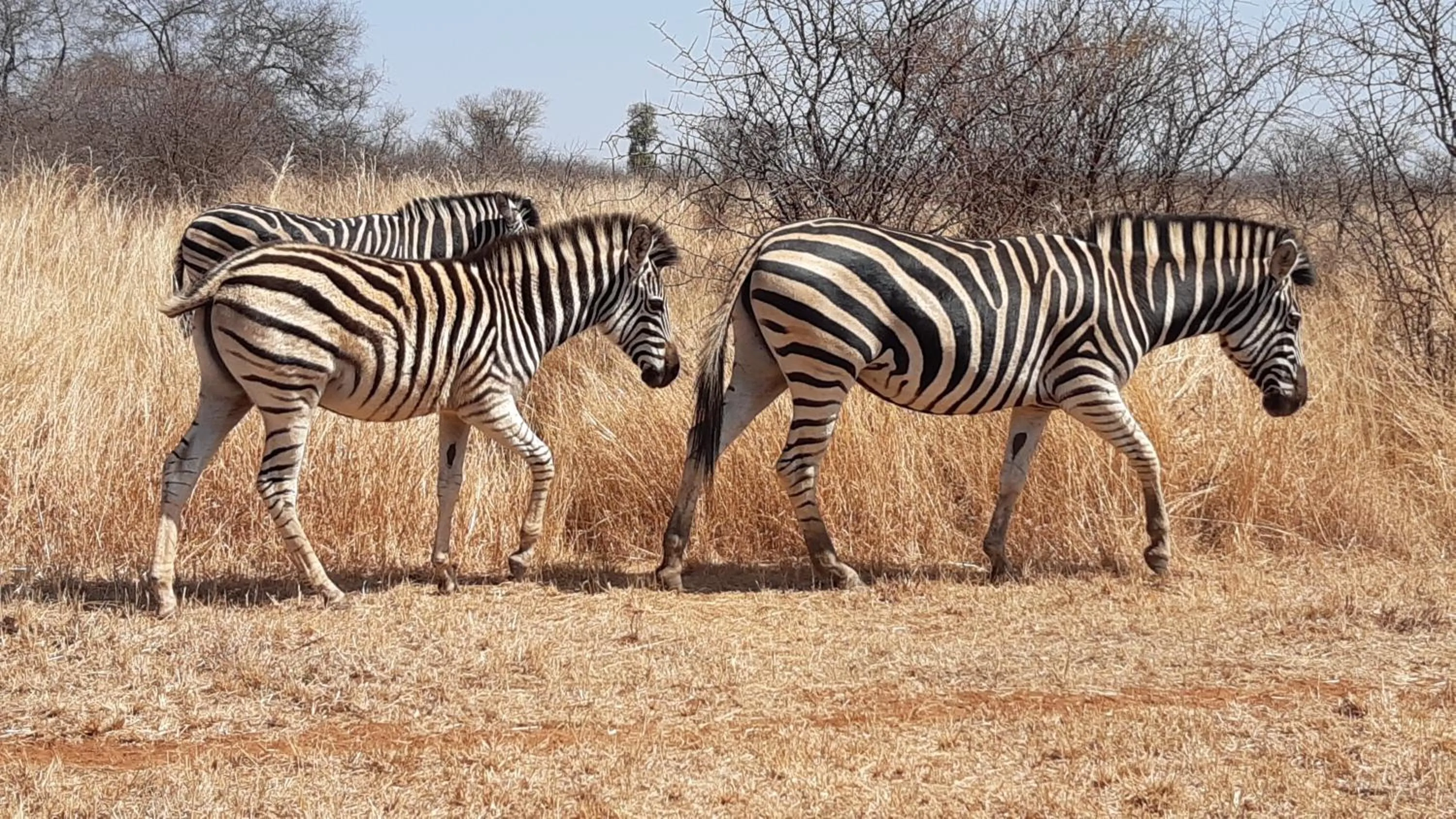 Sondela Nature Reserve & Spa Chalets