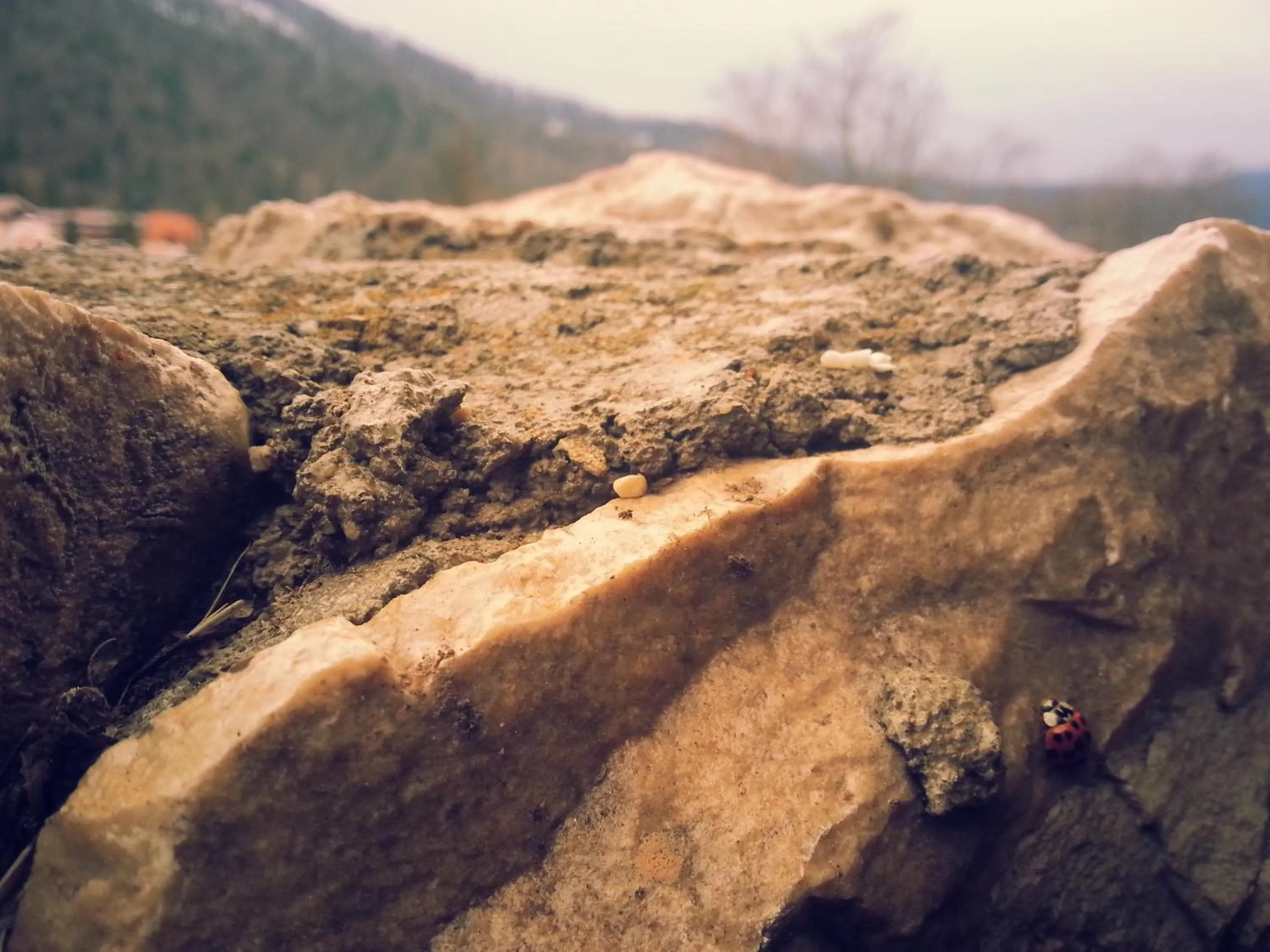 Other in Cabana Trei Brazi