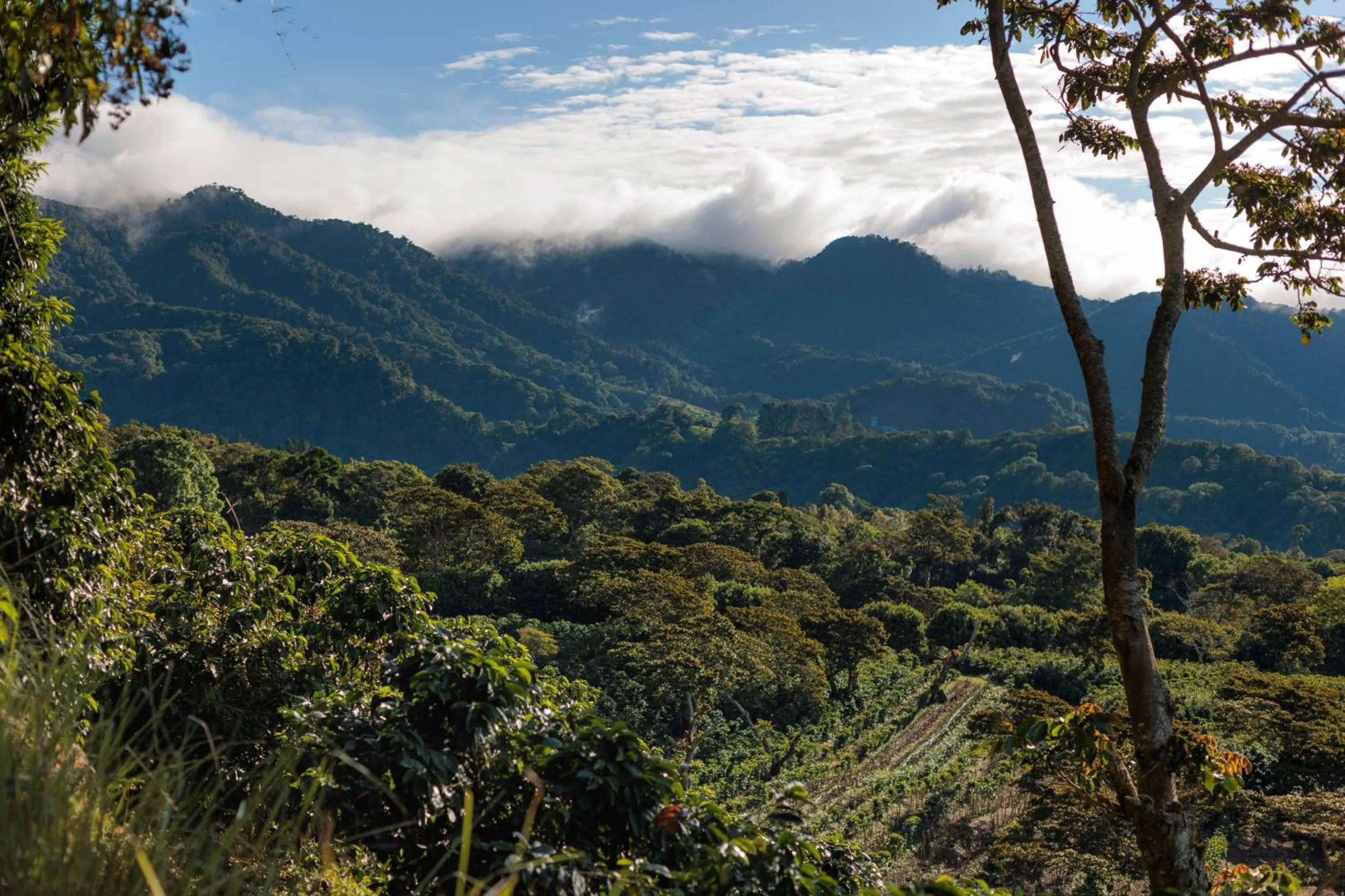 Natural landscape in Hotel Finca Lerida Coffee Plantation and Boutique Hotel