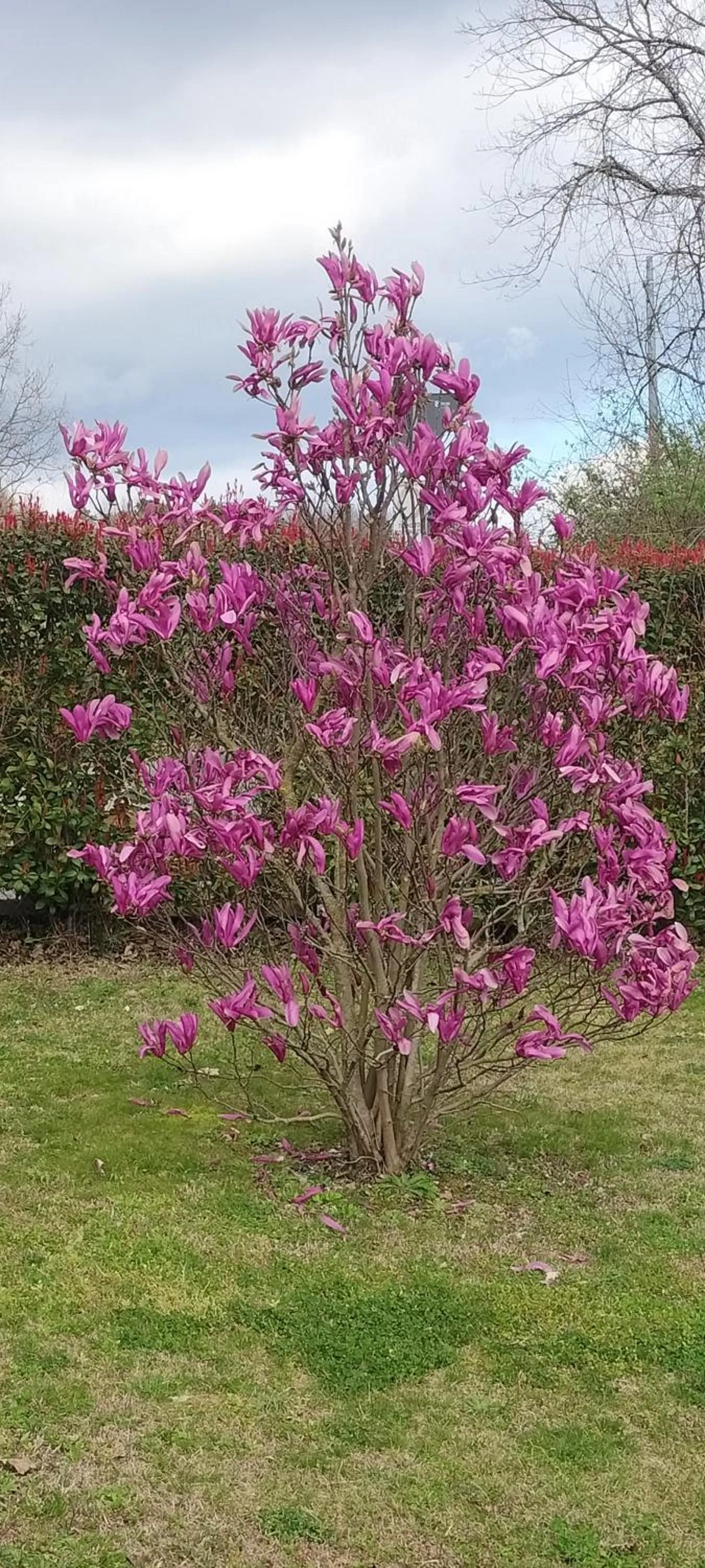 Garden view in B&B Oasi Verde