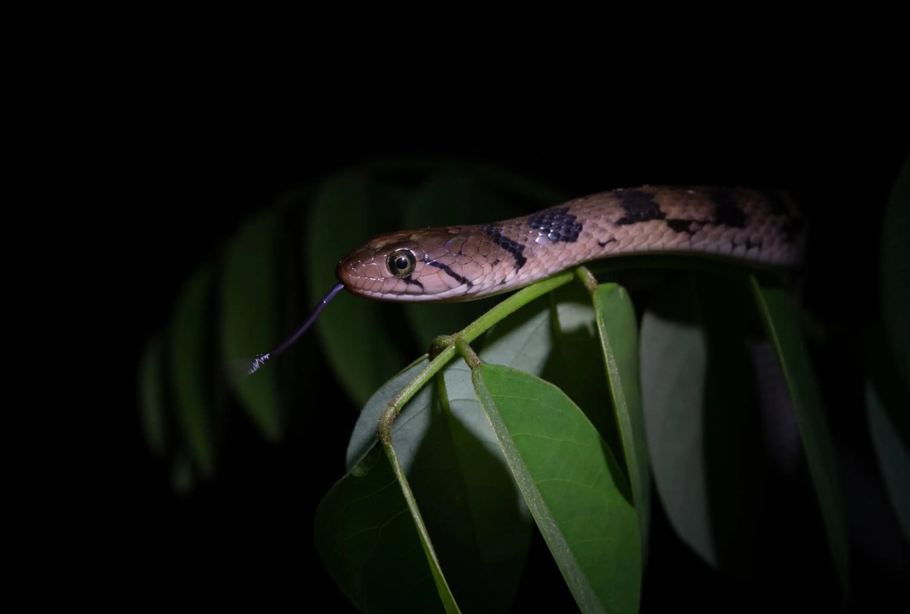 Sinharaja Forest Gate