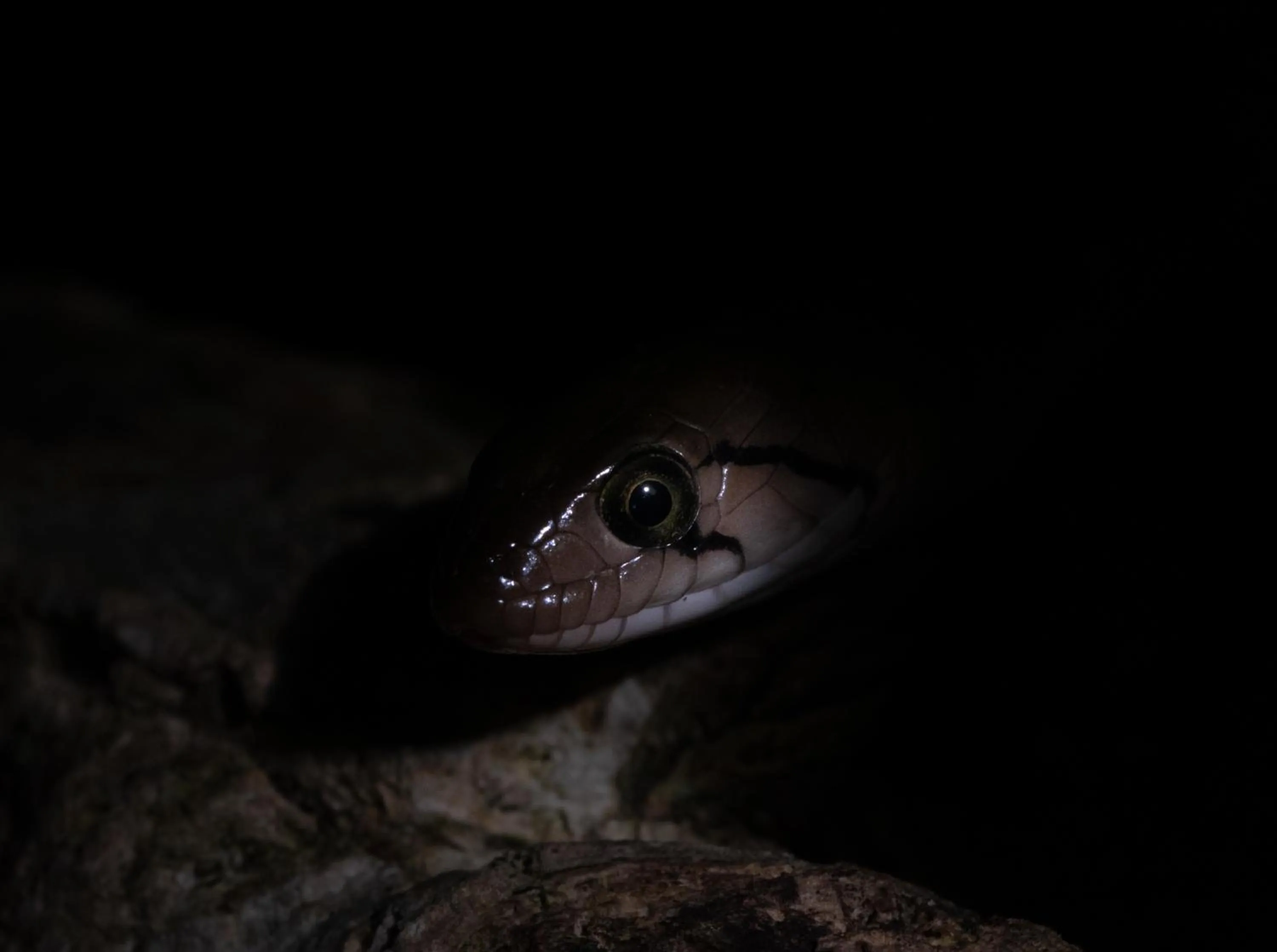 Sinharaja Forest Gate