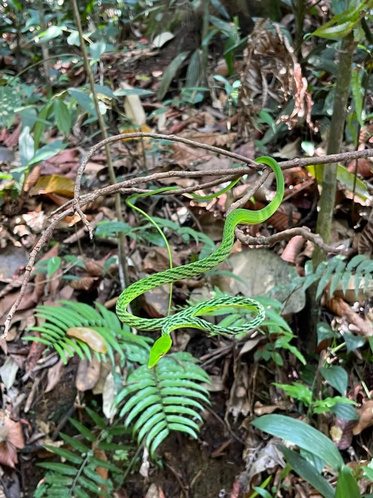 Sinharaja Forest Gate