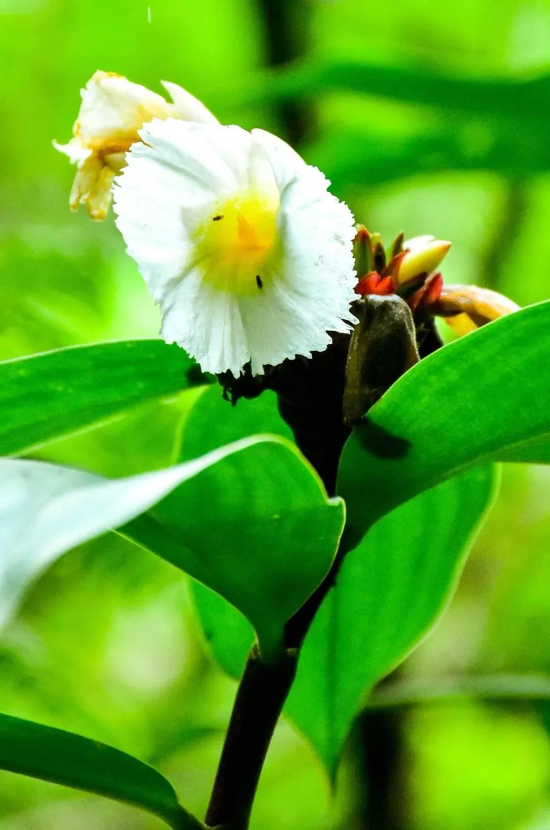 Sinharaja Forest Gate