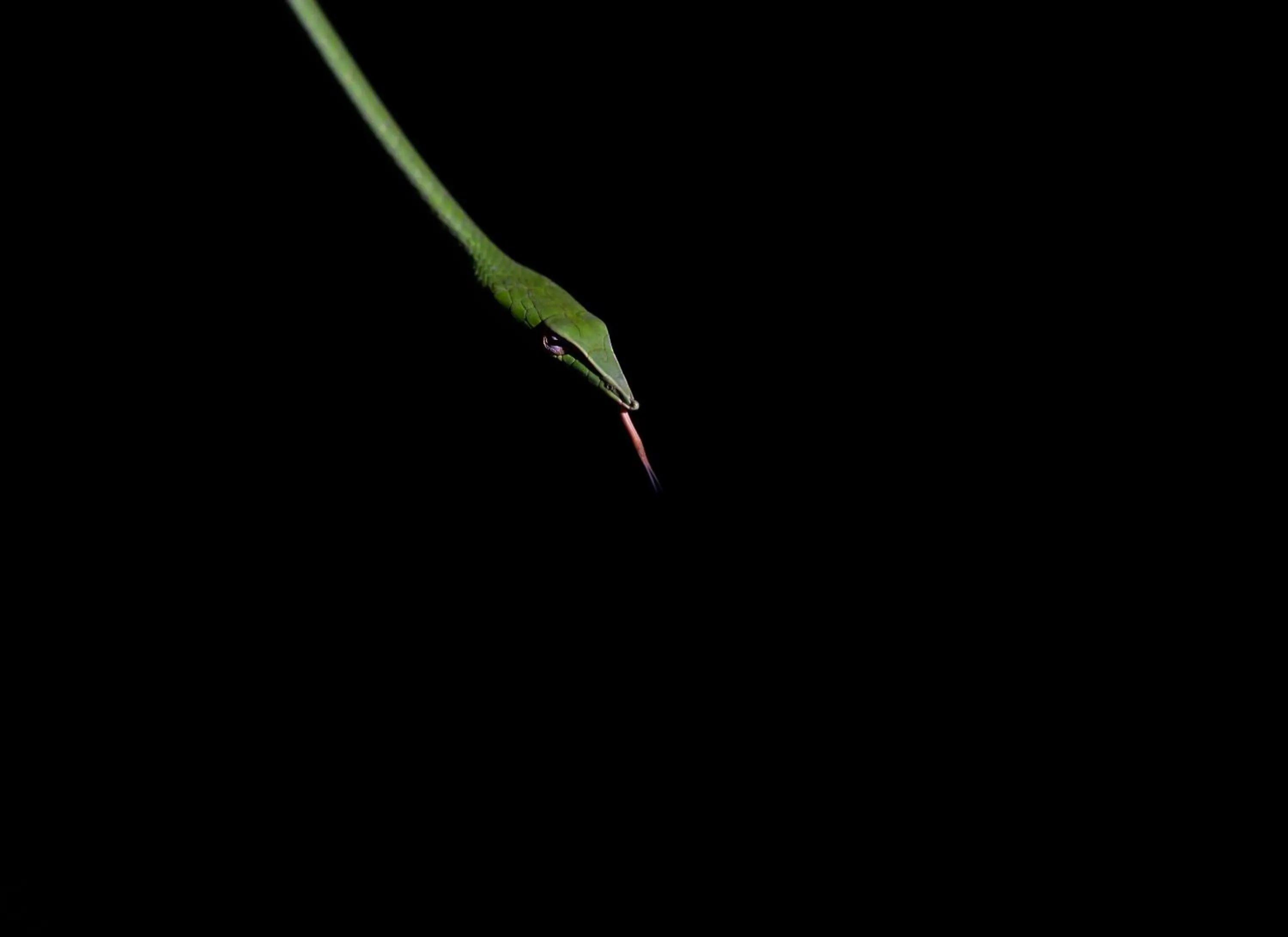 Sinharaja Forest Gate