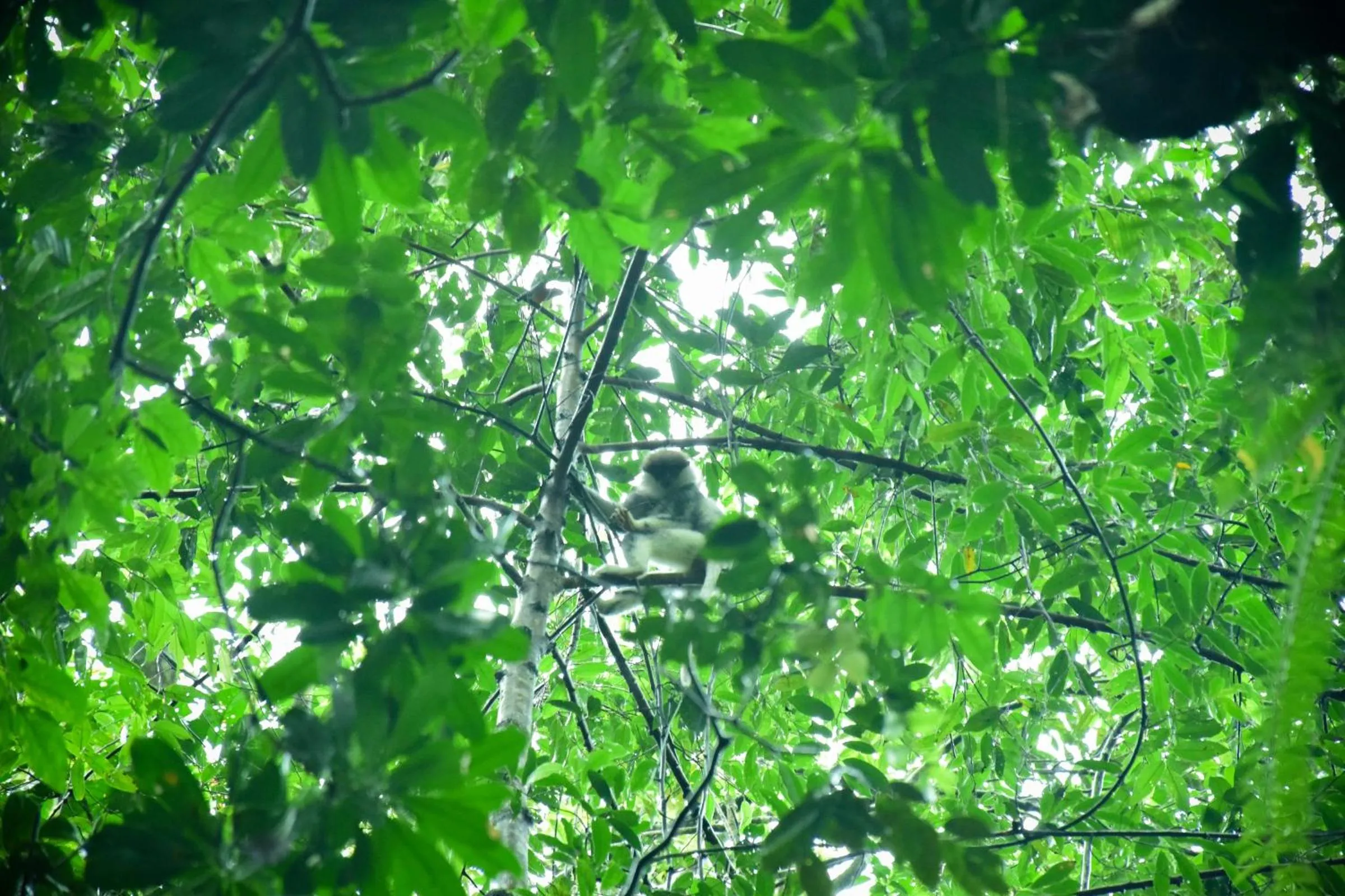 Sinharaja Forest Gate