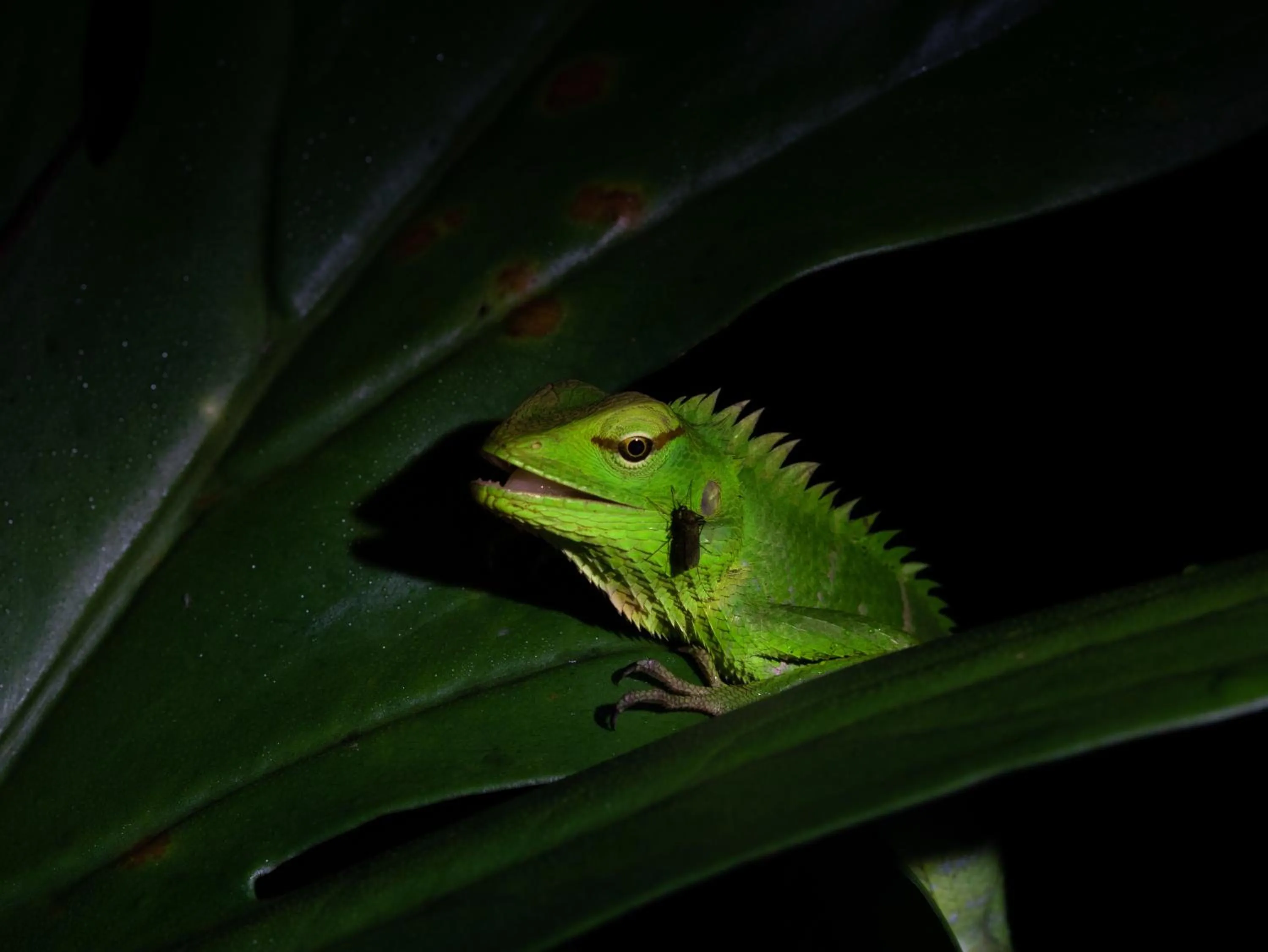 Sinharaja Forest Gate