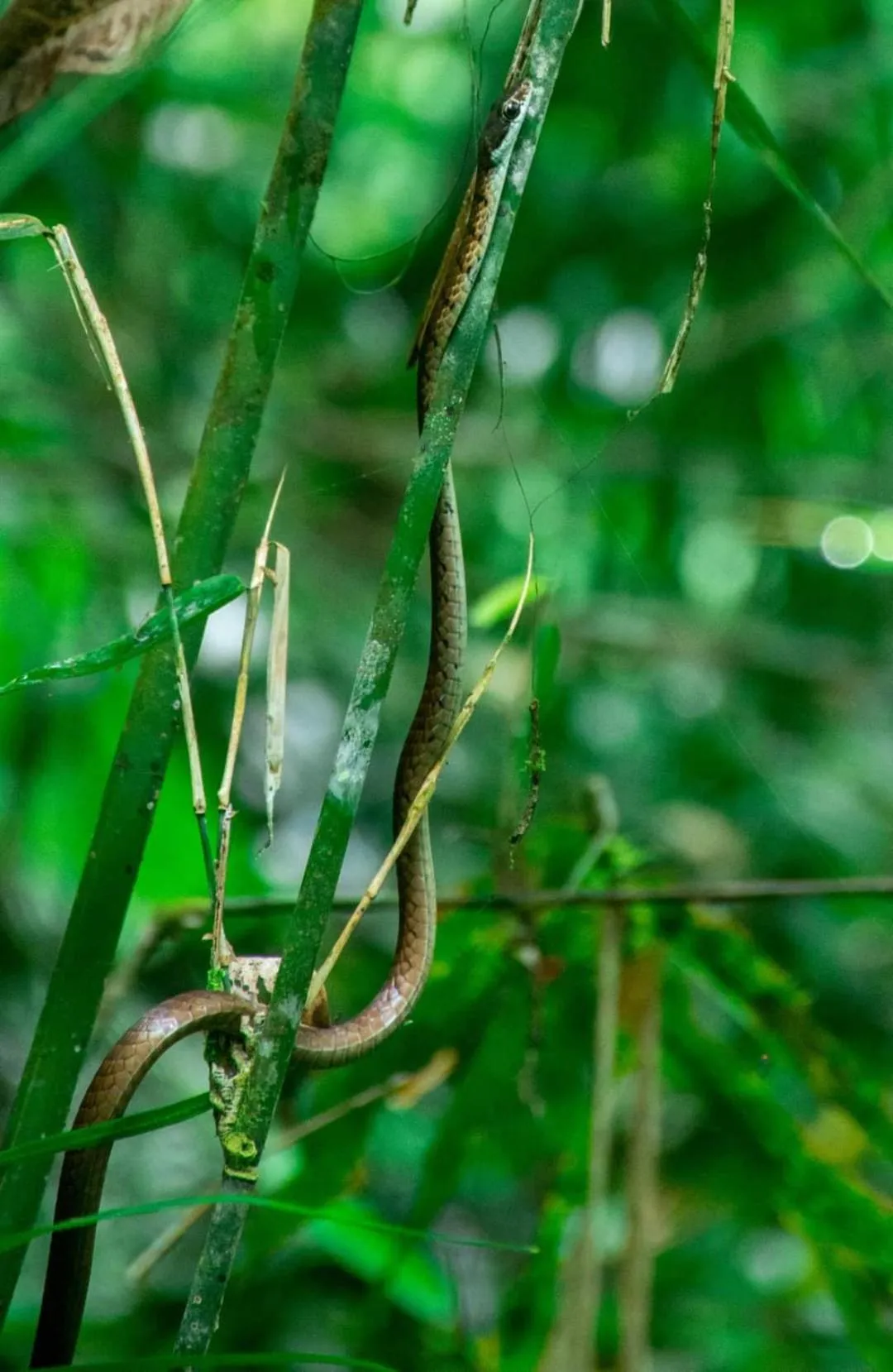 Sinharaja Forest Gate