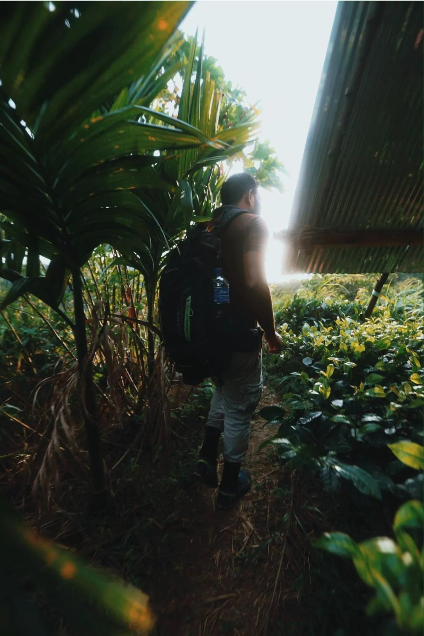 Sinharaja Forest Gate