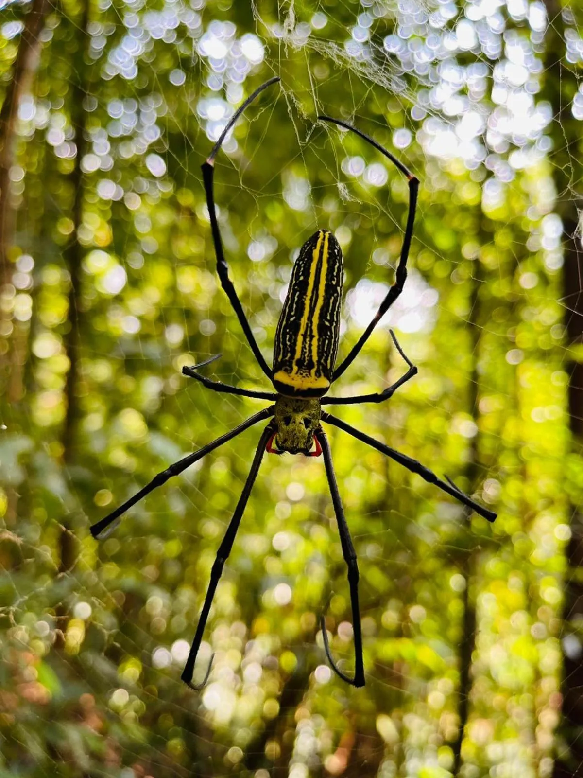 Sinharaja Forest Gate