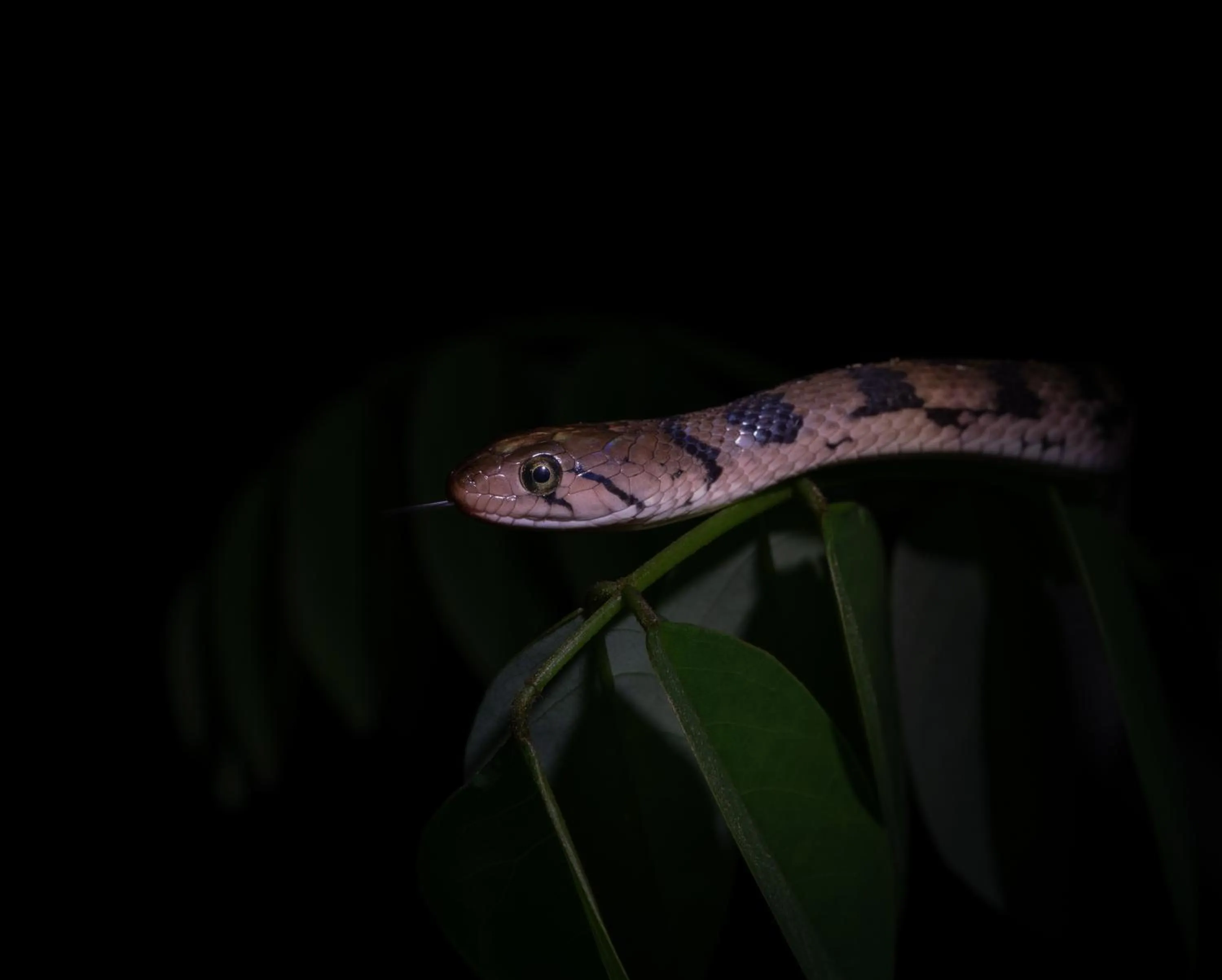Sinharaja Forest Gate