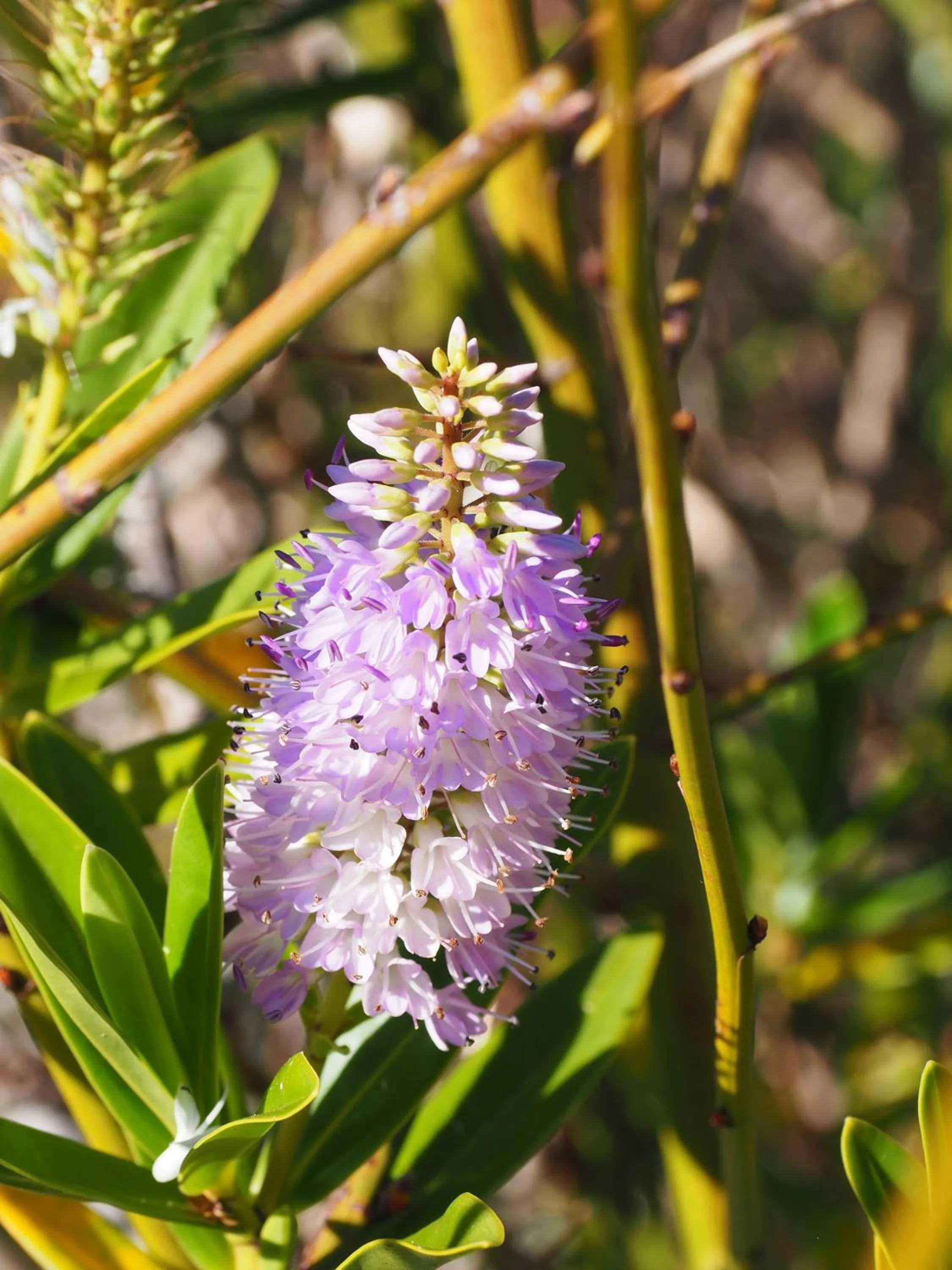 Garden view in Hôtel L'Ecrin