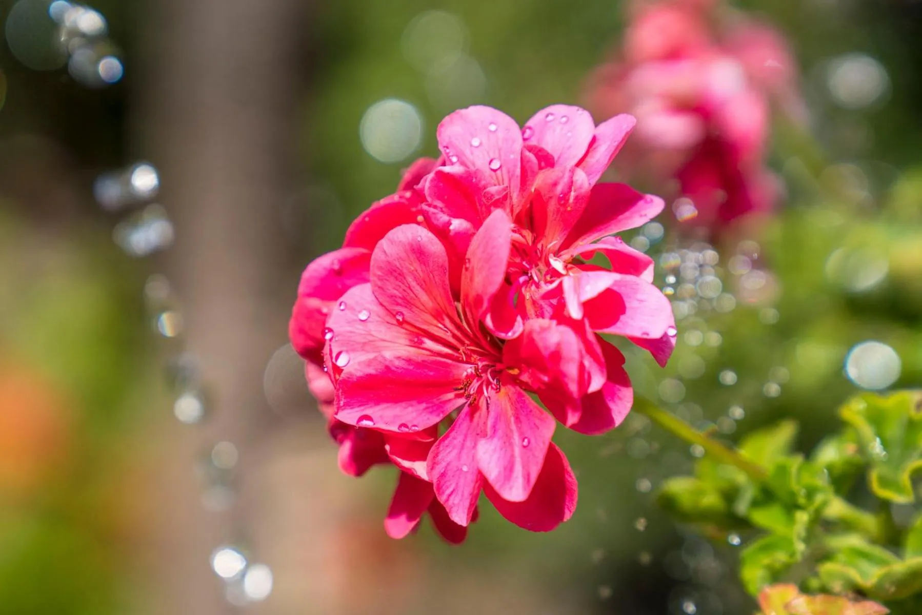 Garden in Casa de los Bates