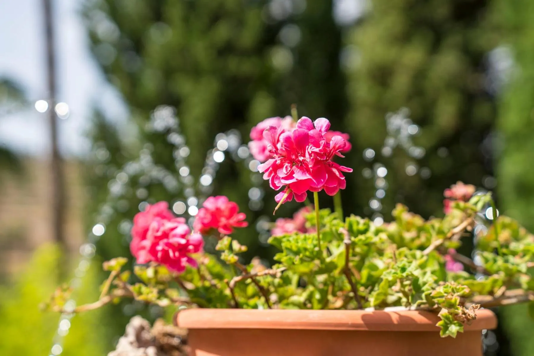 Garden in Casa de los Bates