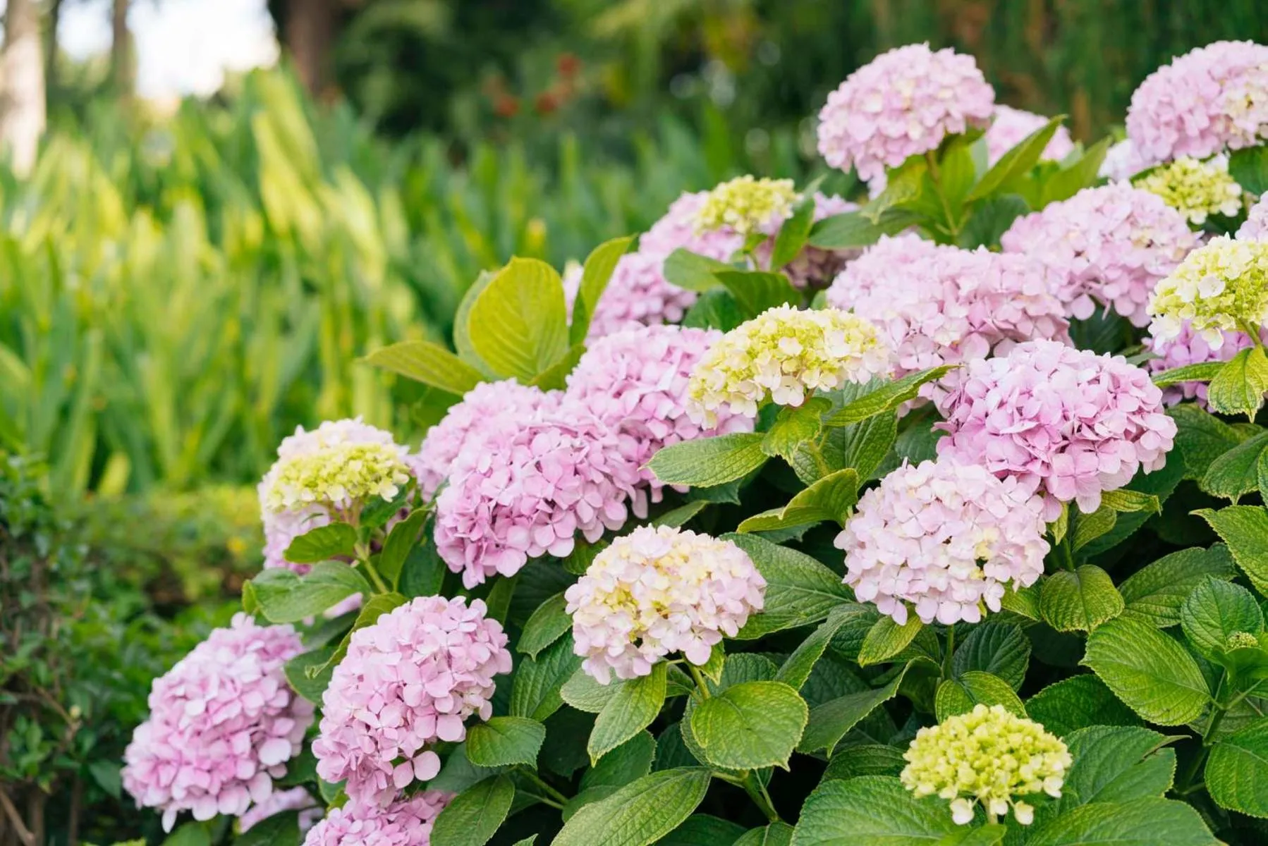 Garden in Casa de los Bates