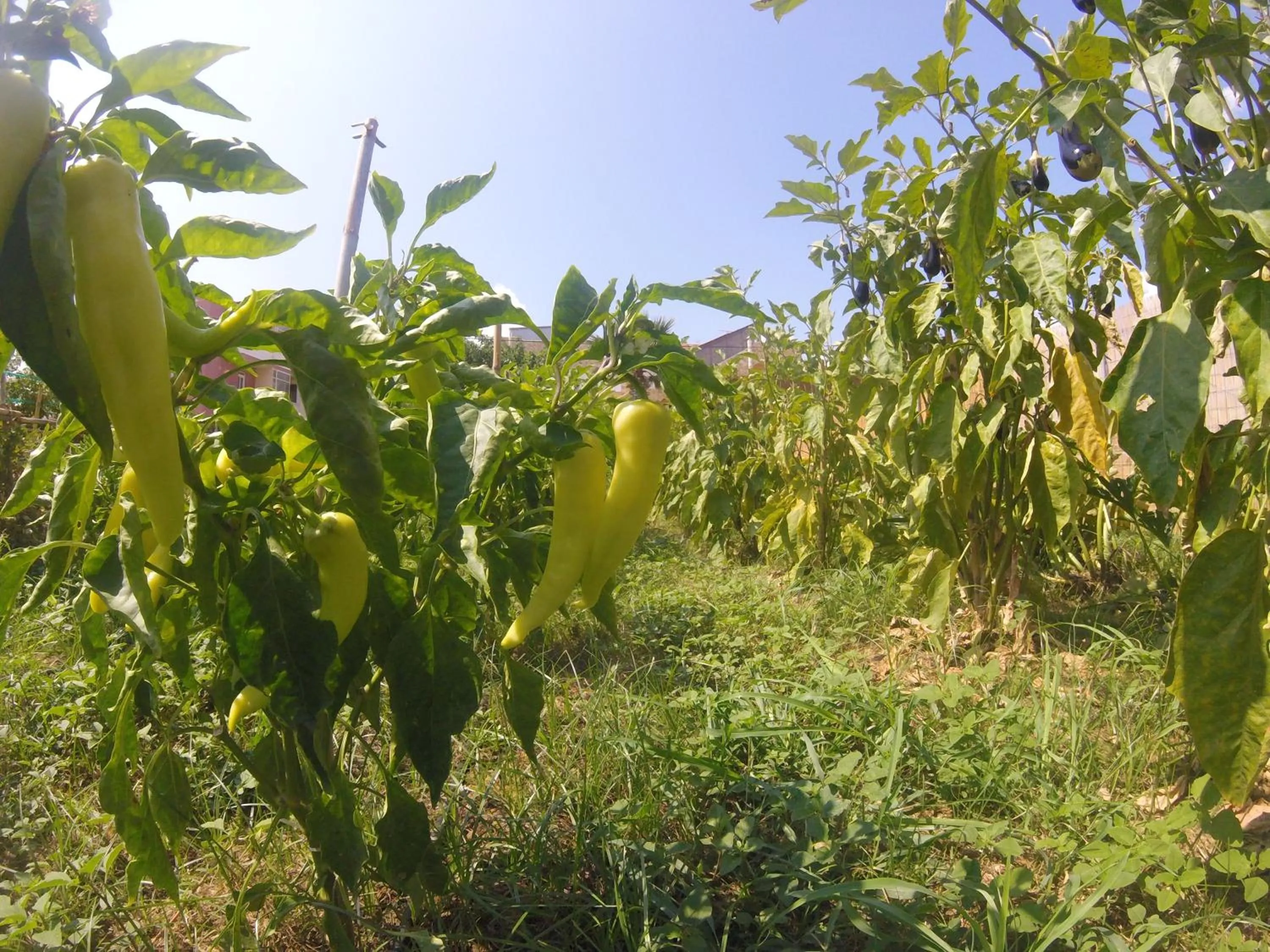 Natural landscape in Maleme Mare