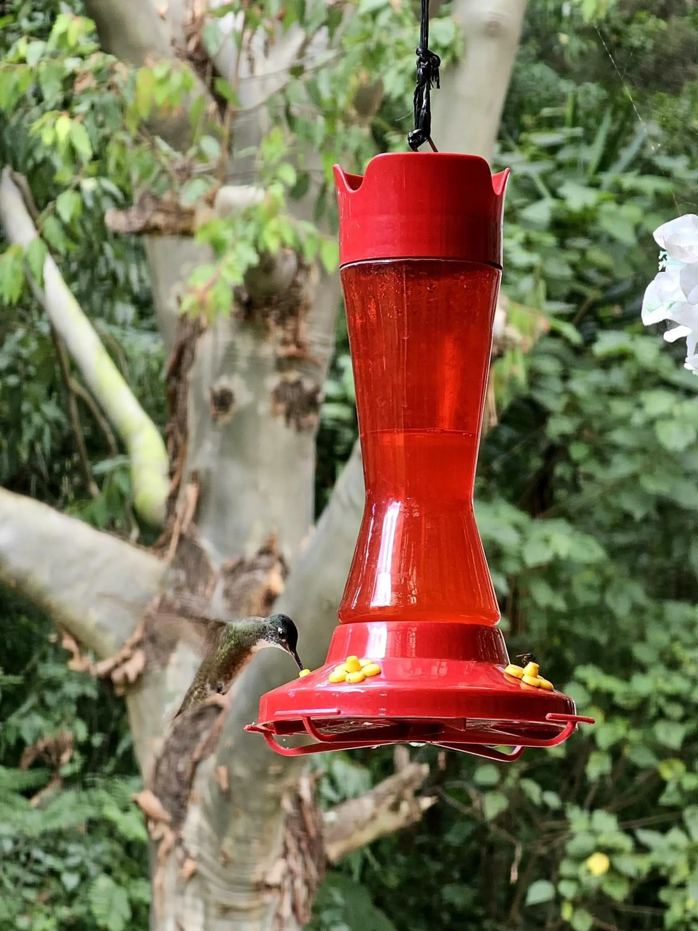 Property building in Eco Suites Uxlabil Guatemala