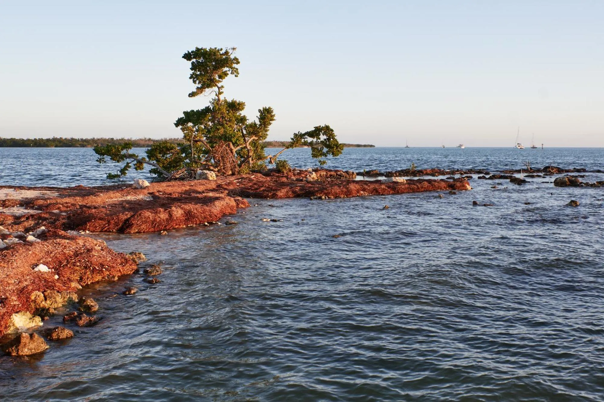 Natural landscape in Isla Bella Beach Resort & Spa - Florida Keys