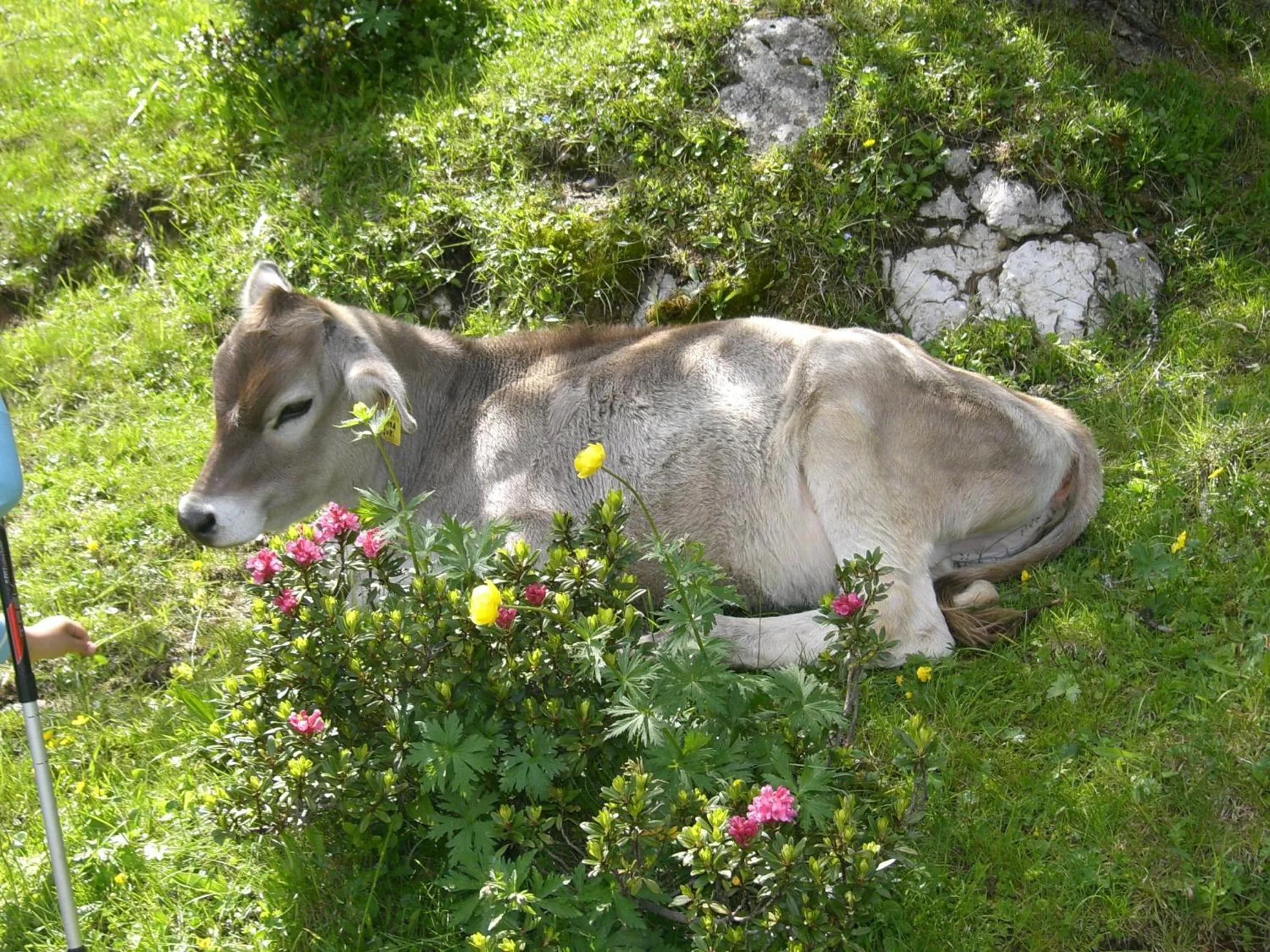 Natural landscape in Hotel Vigo
