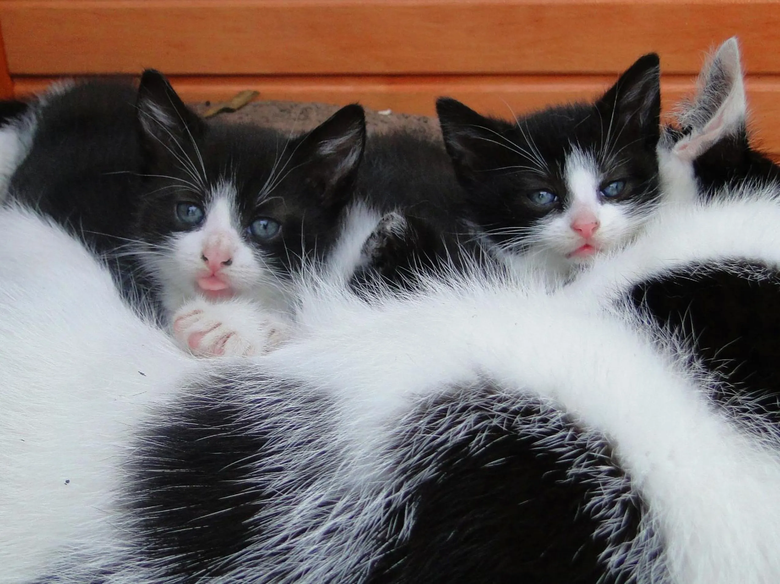 Animals in Hotel Hoxter Am Jakobsweg