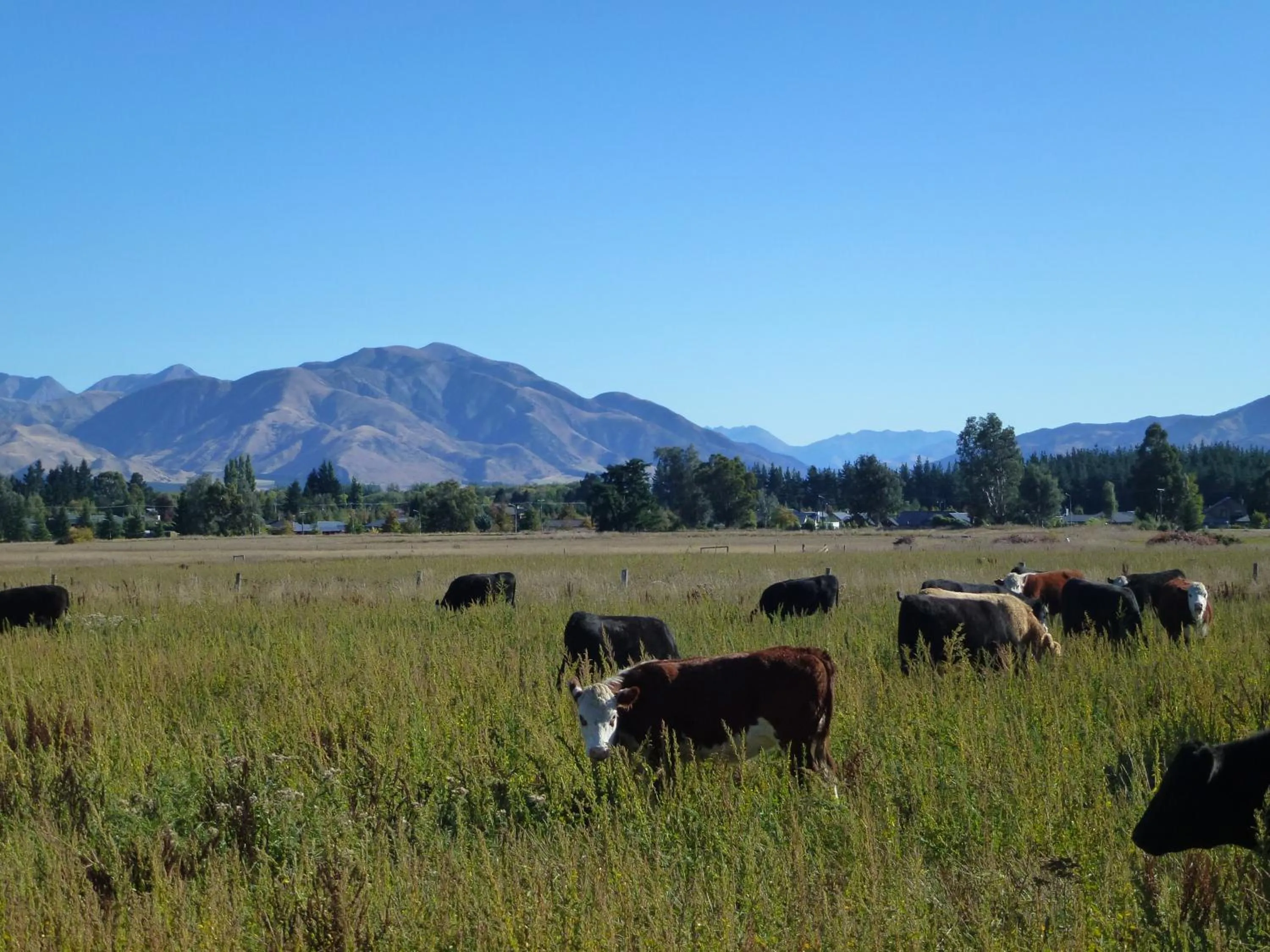 Mountain view in Hanmer Springs Scenic Views Motel