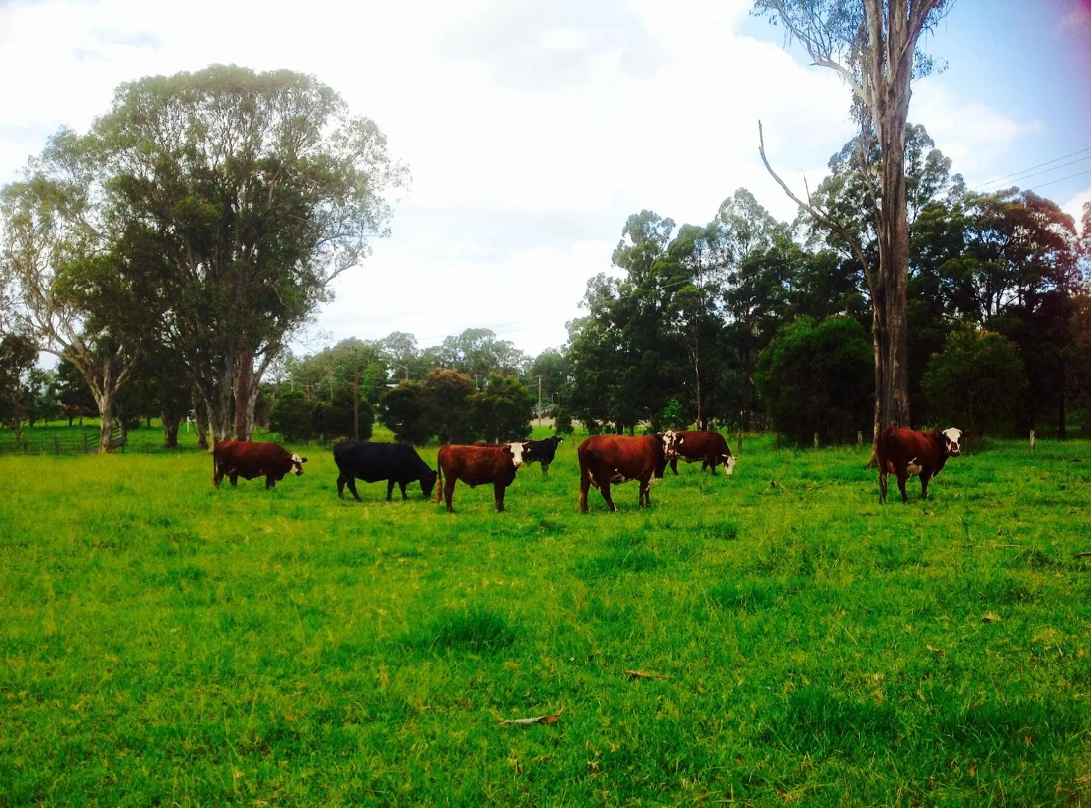 Neighbourhood, Other Animals in Gloucester Country Lodge Motel