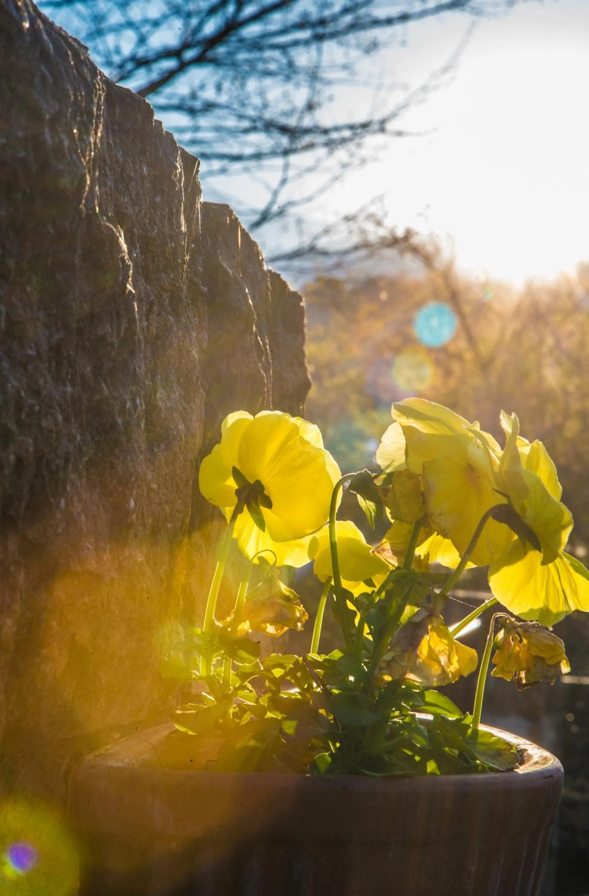 Spring in Archontiko Emmanouilidi Suites