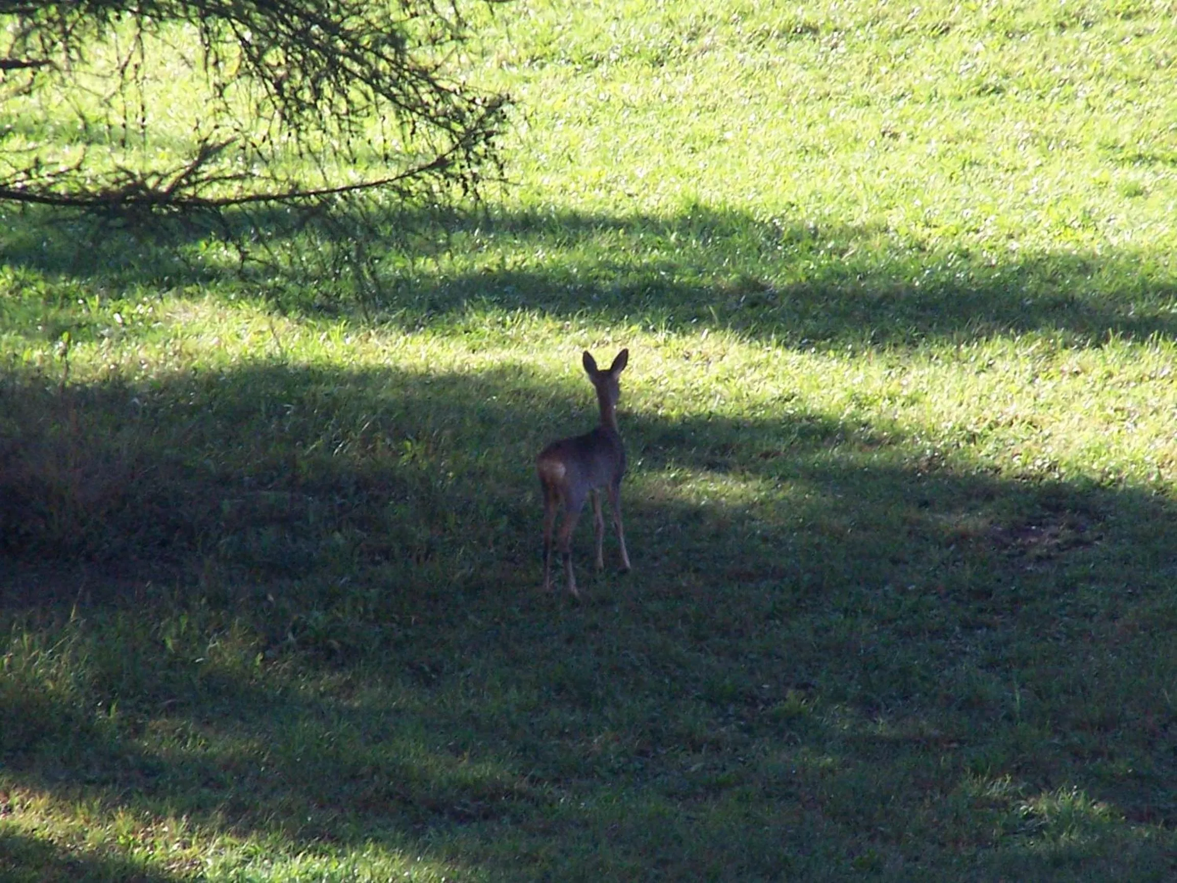 Spring in Tana Della Volpe