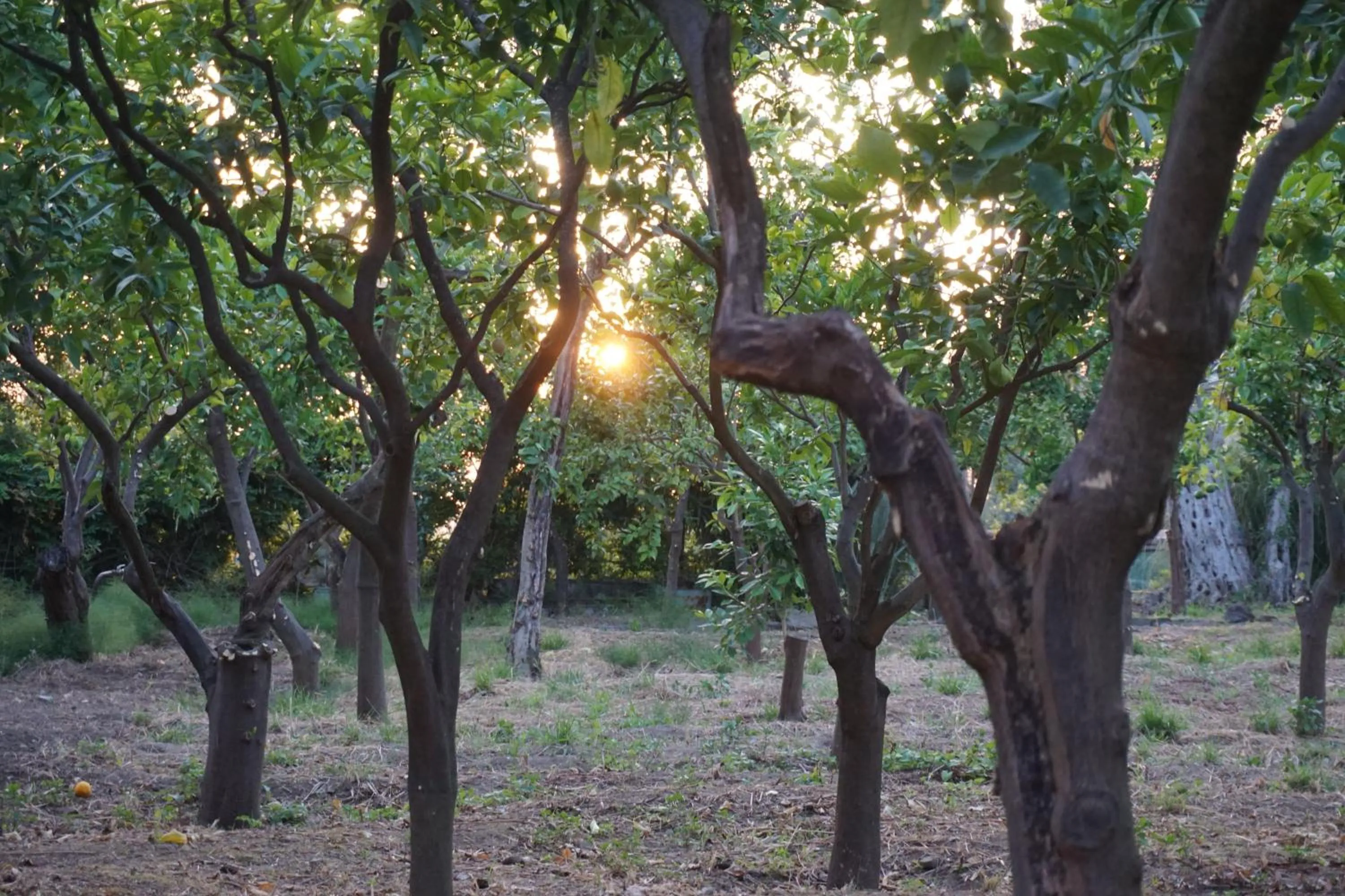 Natural landscape in Lemon Factor Sorrento