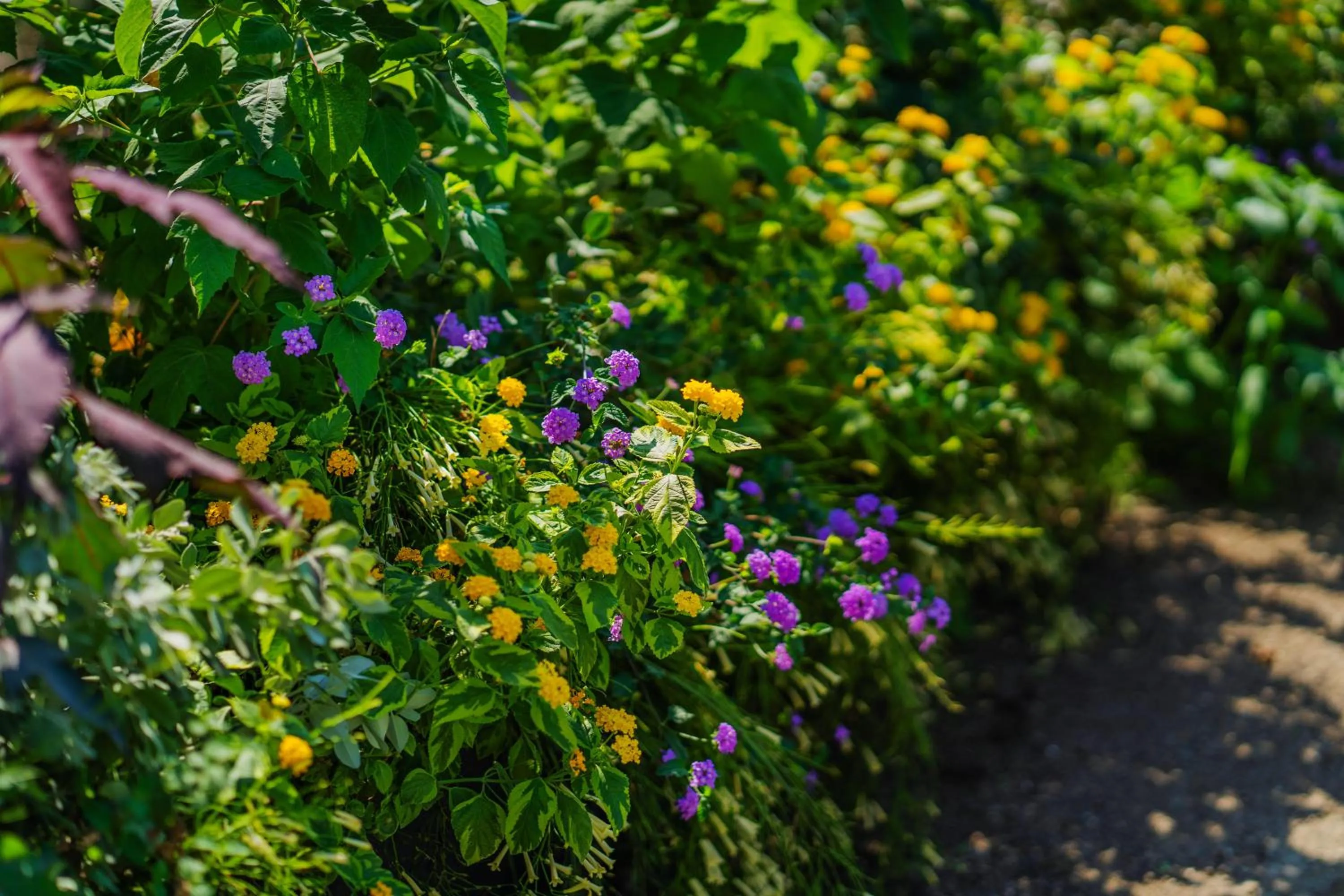 Garden in Lemon Factor Sorrento