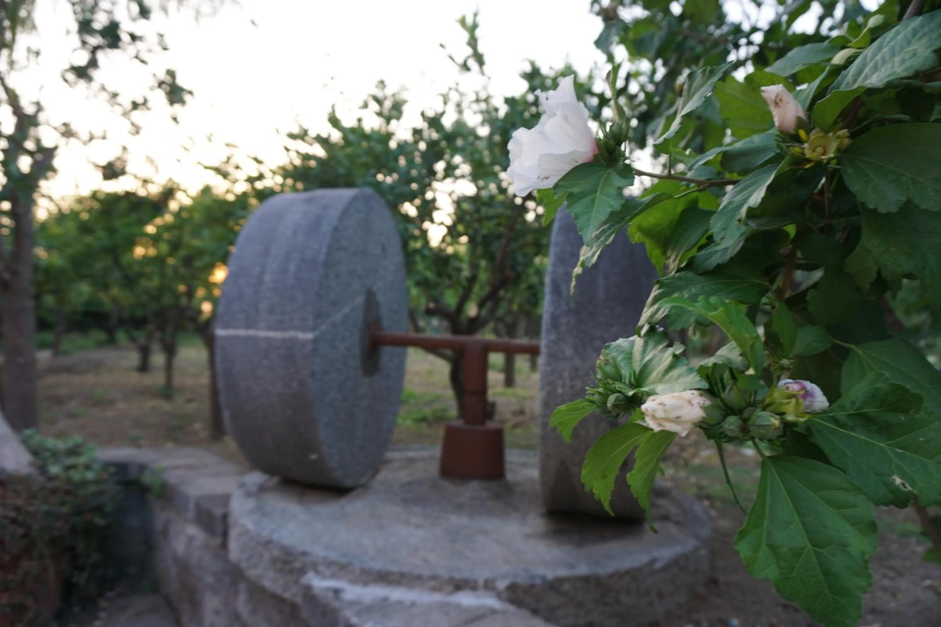 Garden in Lemon Factor Sorrento