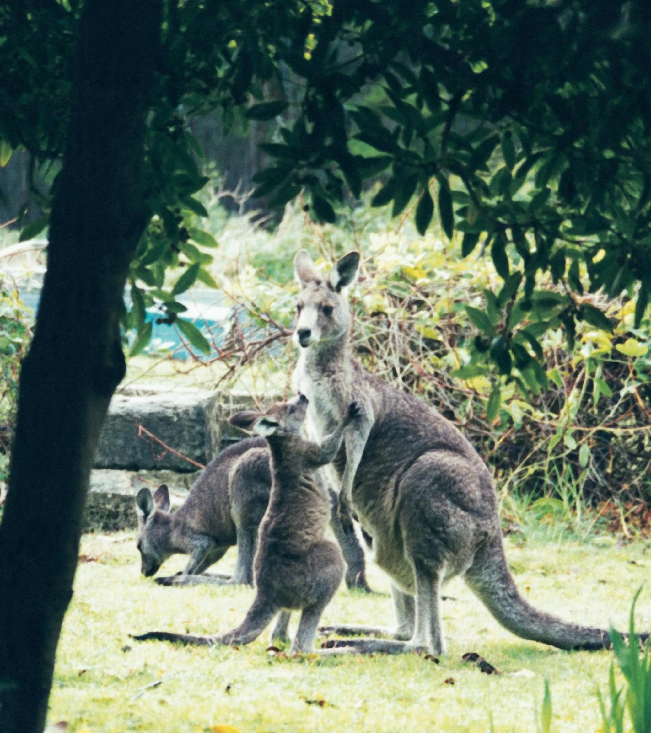 Lorne Bush House Cottages & Eco Retreats