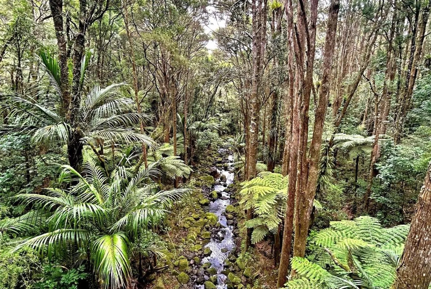 BK's Pohutukawa Lodge
