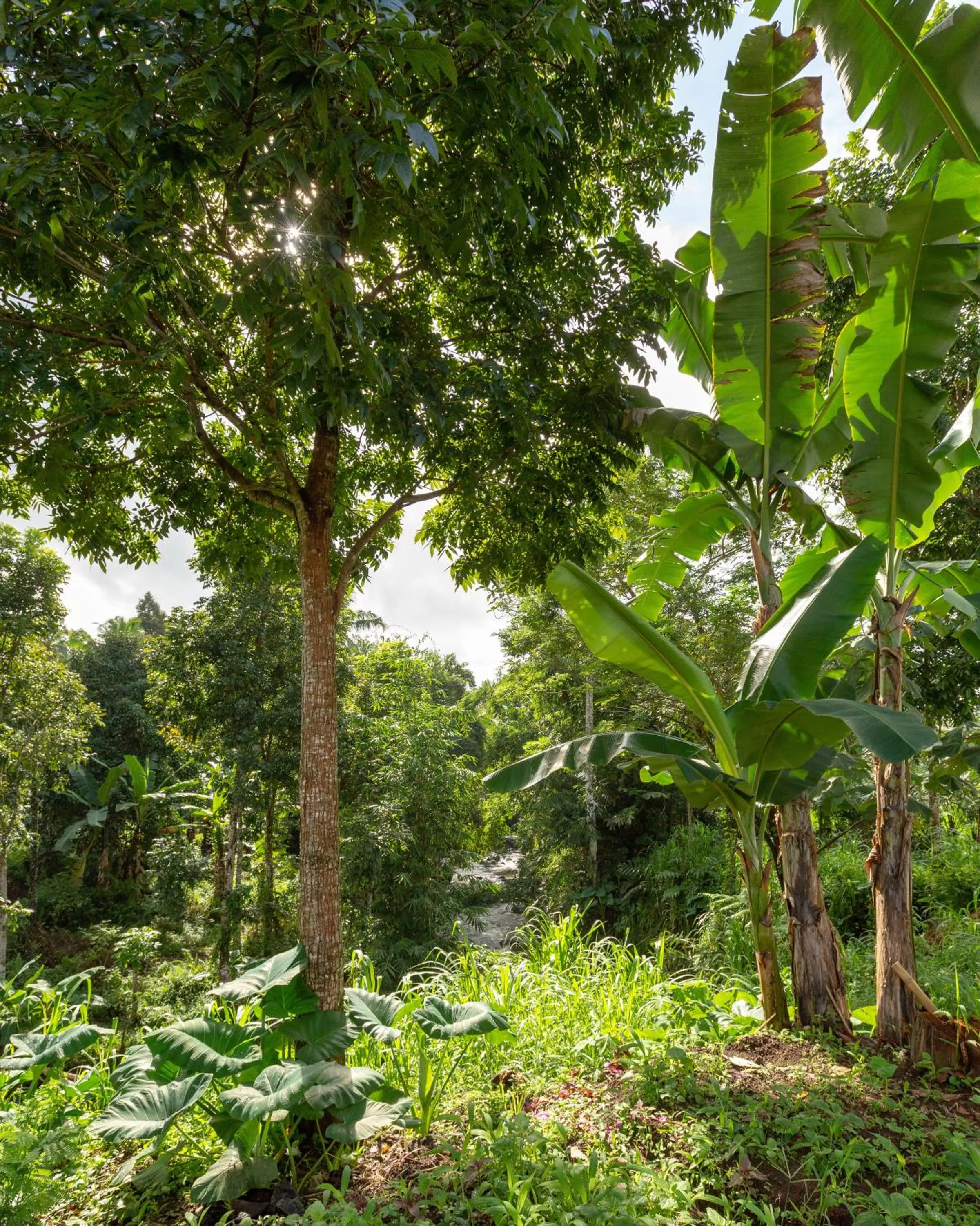 On site in Bamboo & B