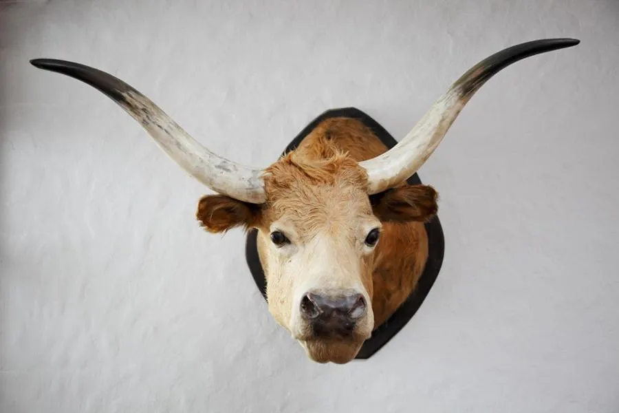 Decorative detail in Hotel Zum Goldenen Ochsen am Schlossgarten