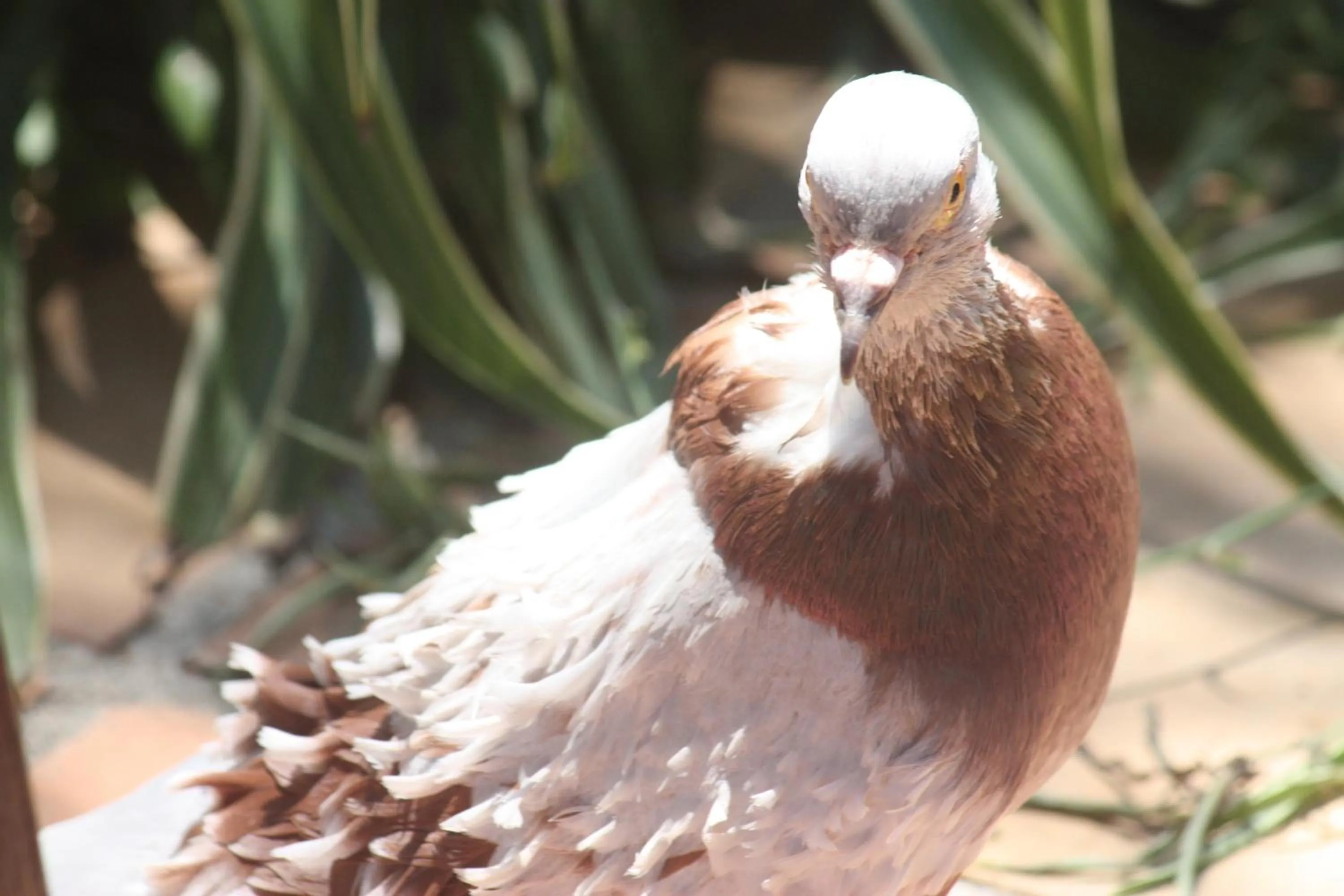 Pets in Hotel Happy Caretta