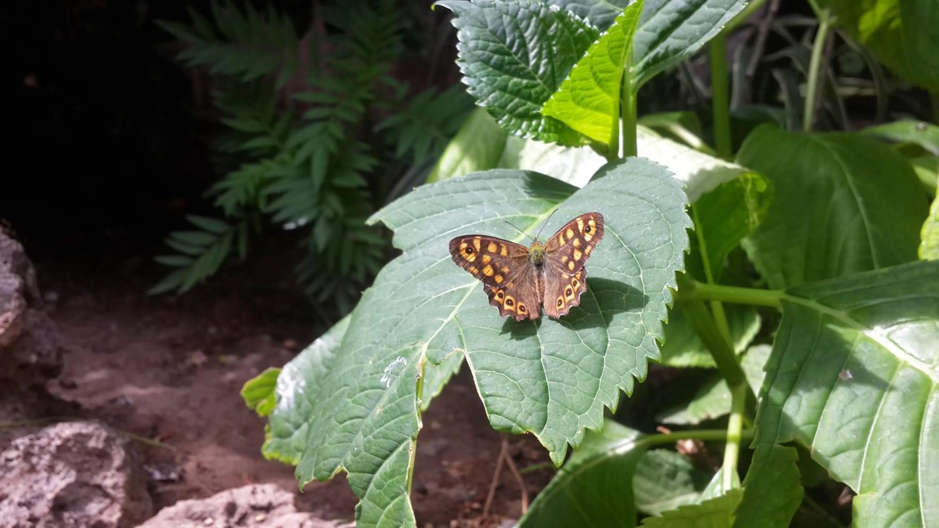 Animals in Hotel Happy Caretta