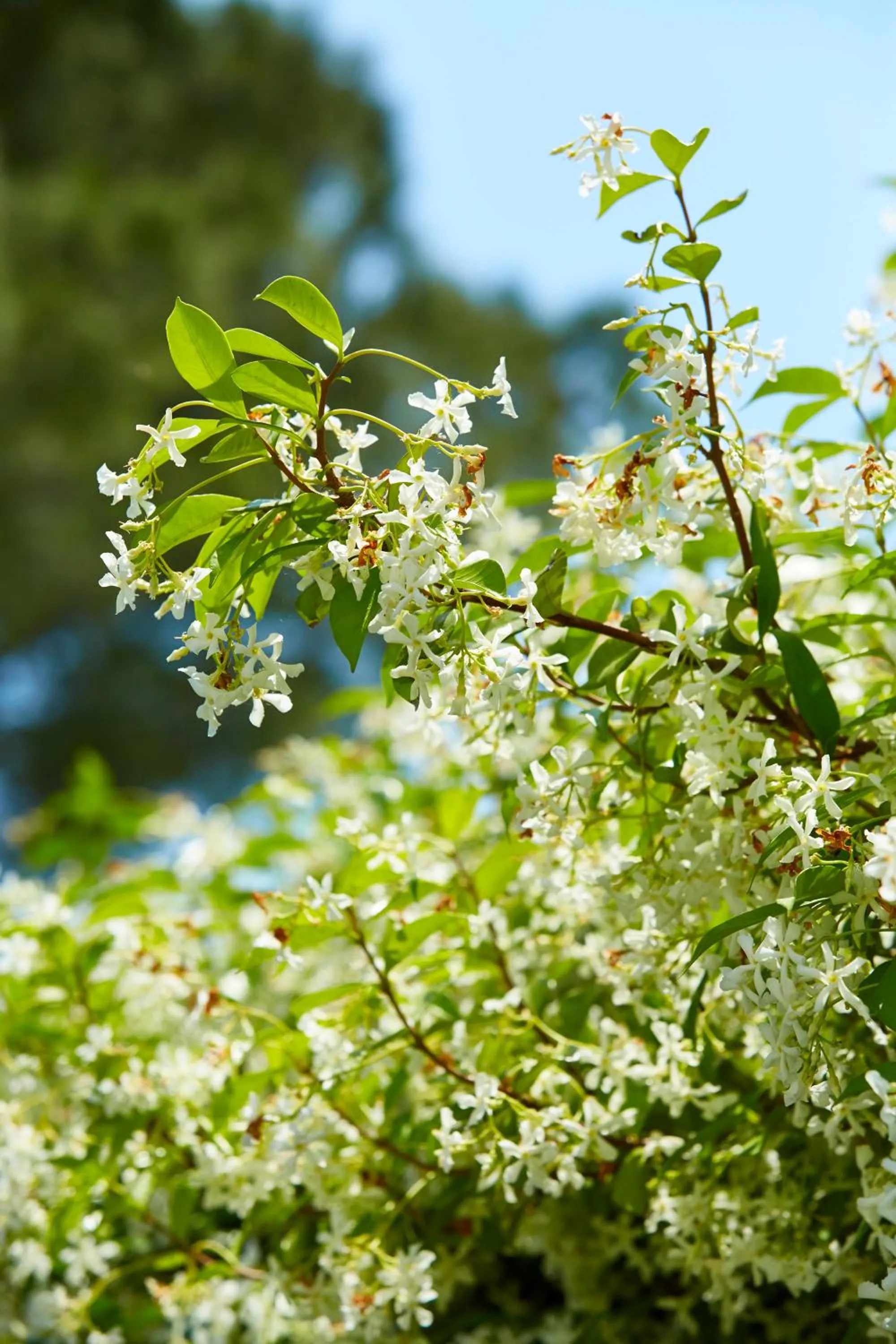 Spring in Hotel Villa Adriana