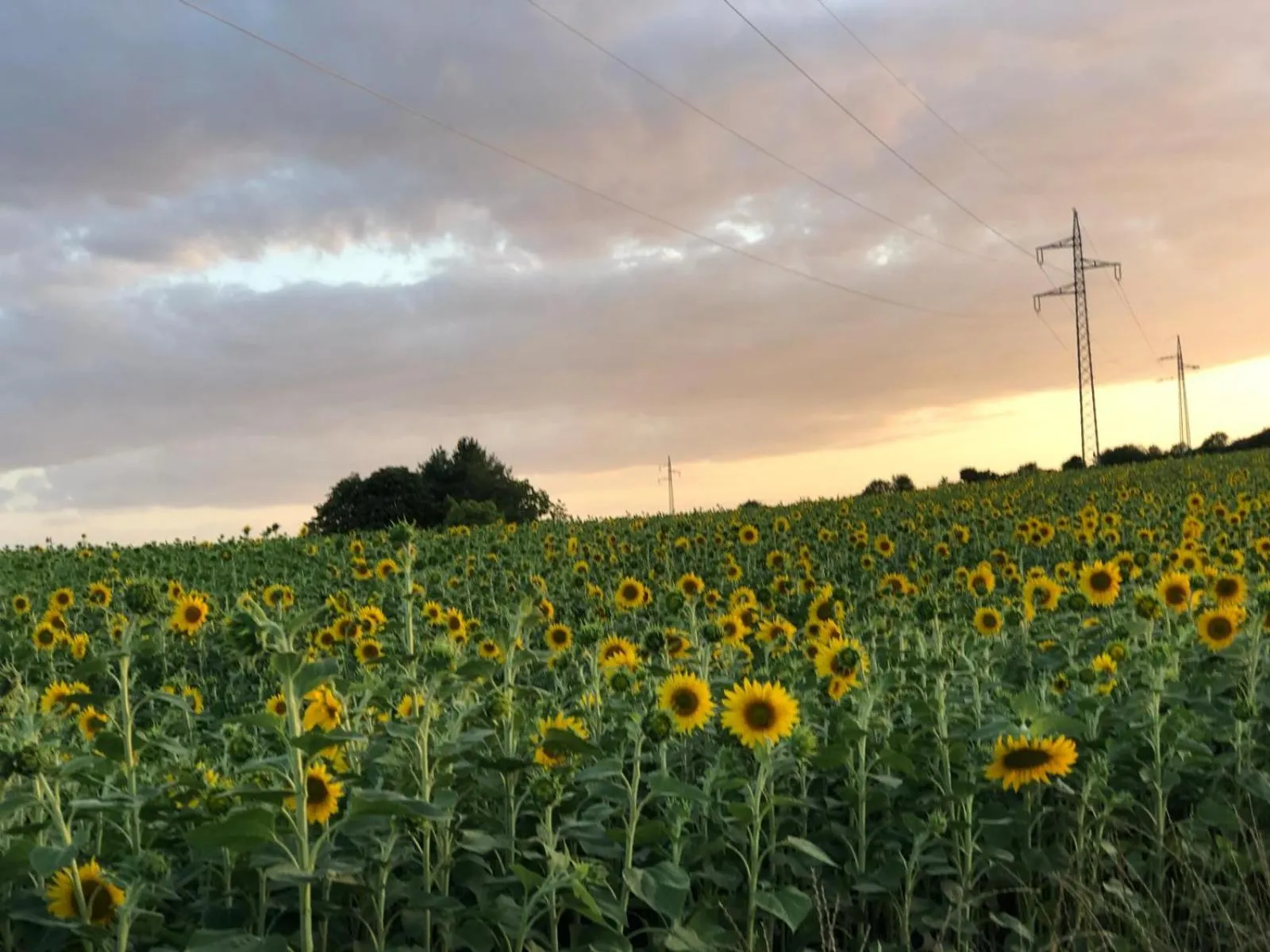 Natural landscape in B&B Joy's