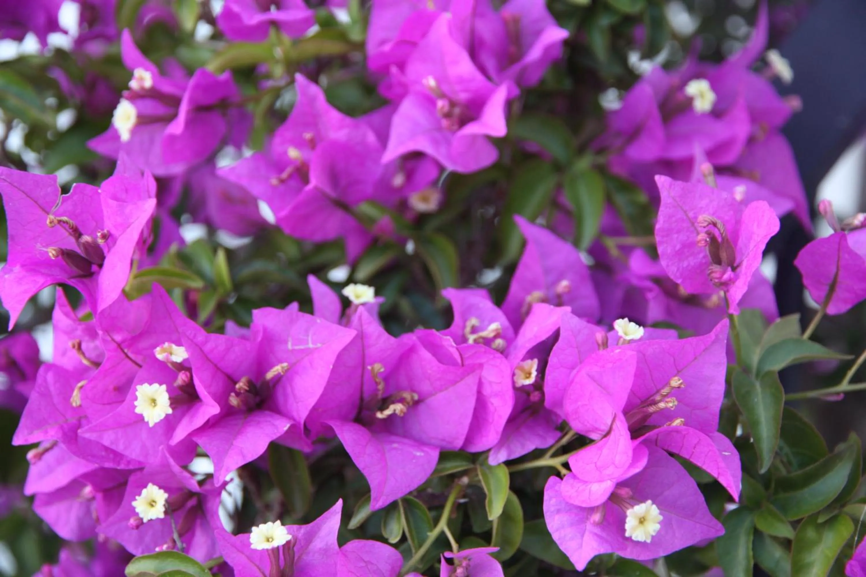 Other in Casa Antonio