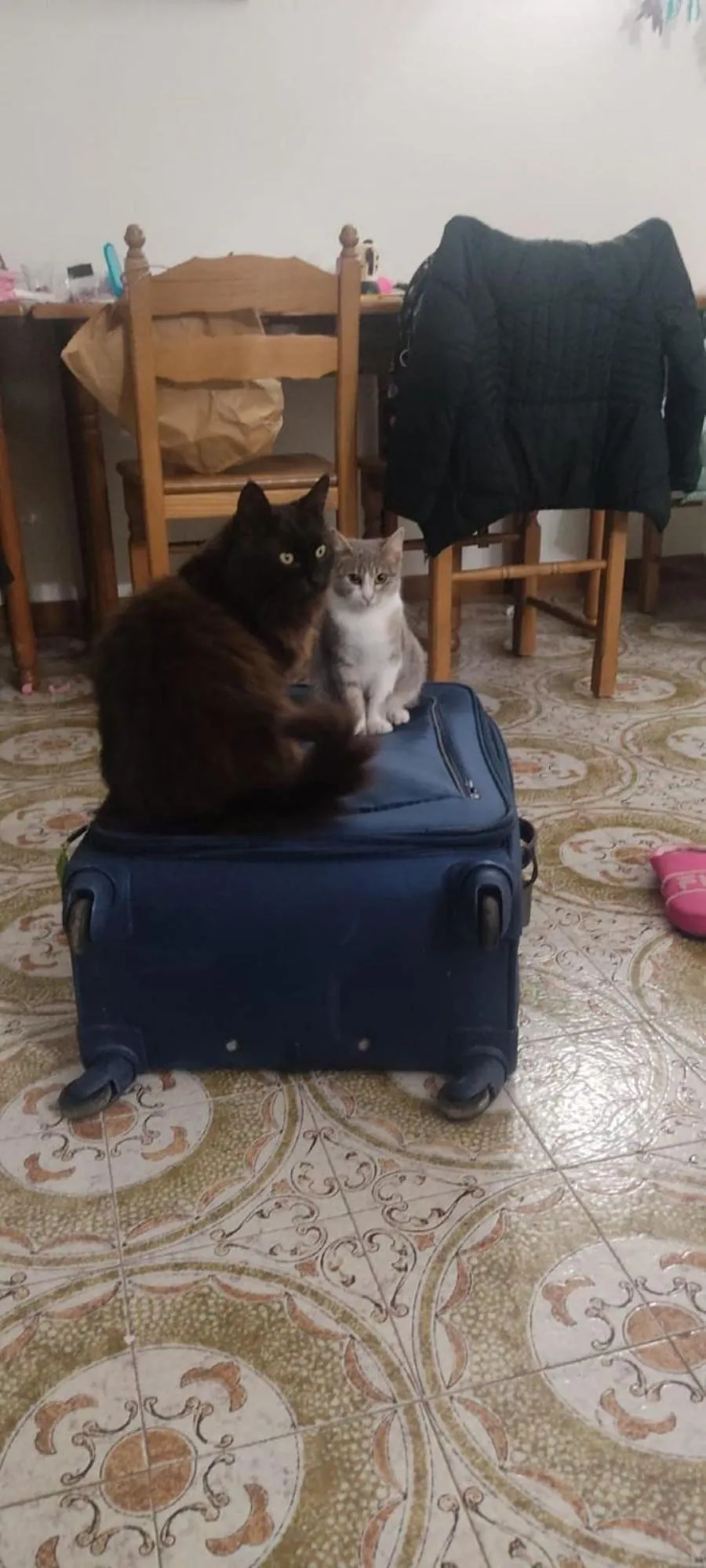 Pets in Casa Antonio