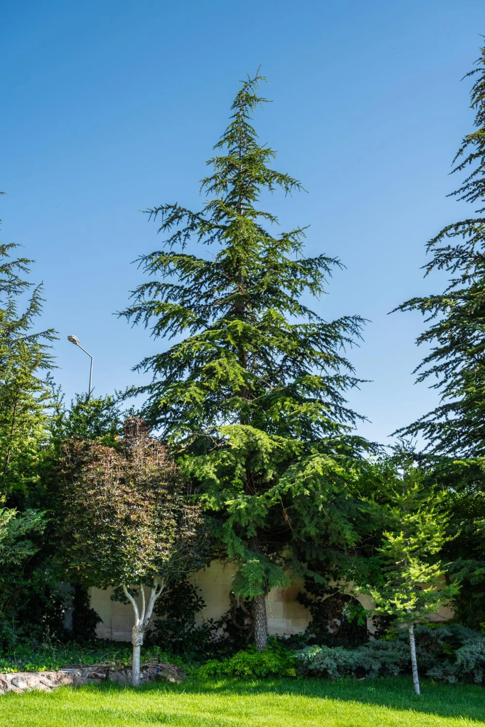 Garden in Cappadocia Estates Hotel
