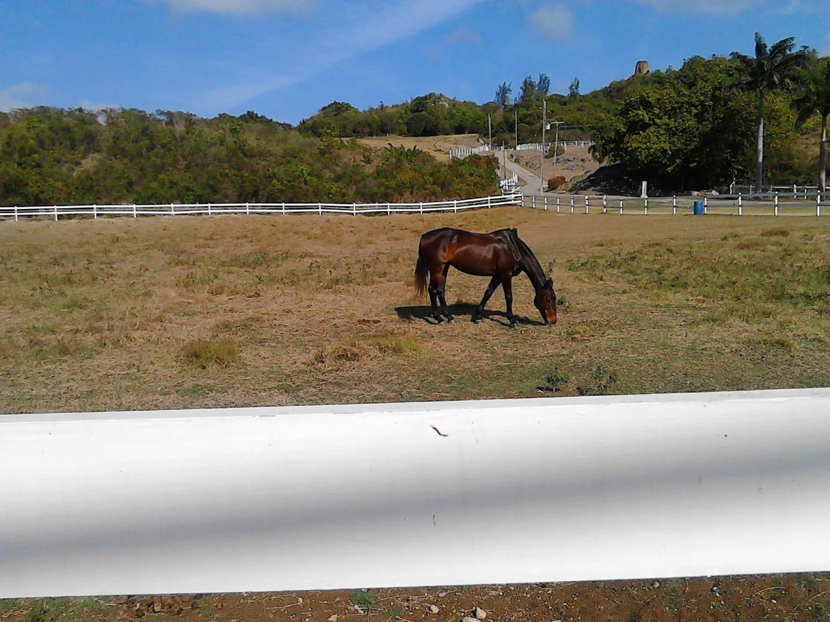 Horse-riding in Sea Symphony Villa