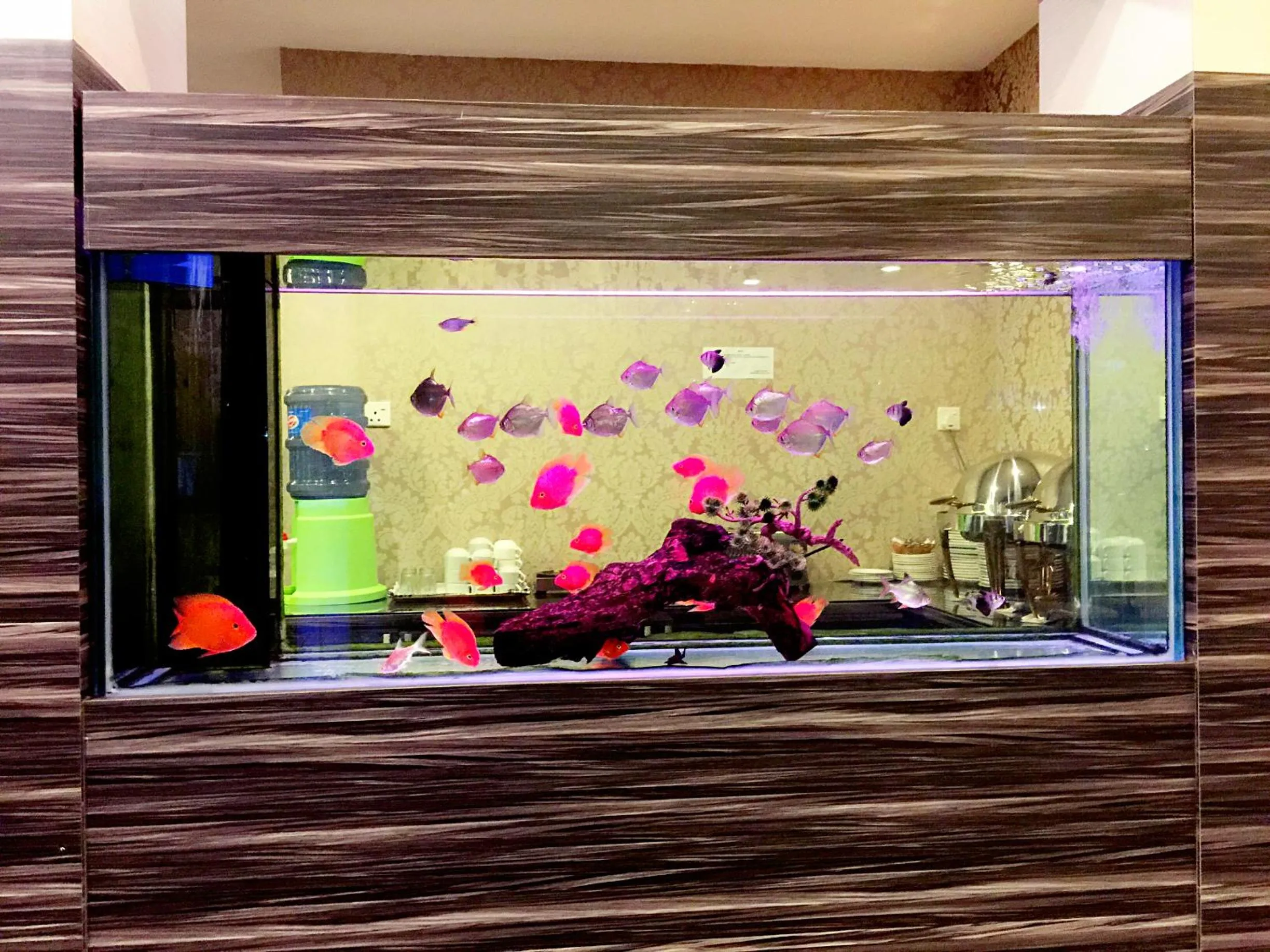 Animals in De Best Hotel