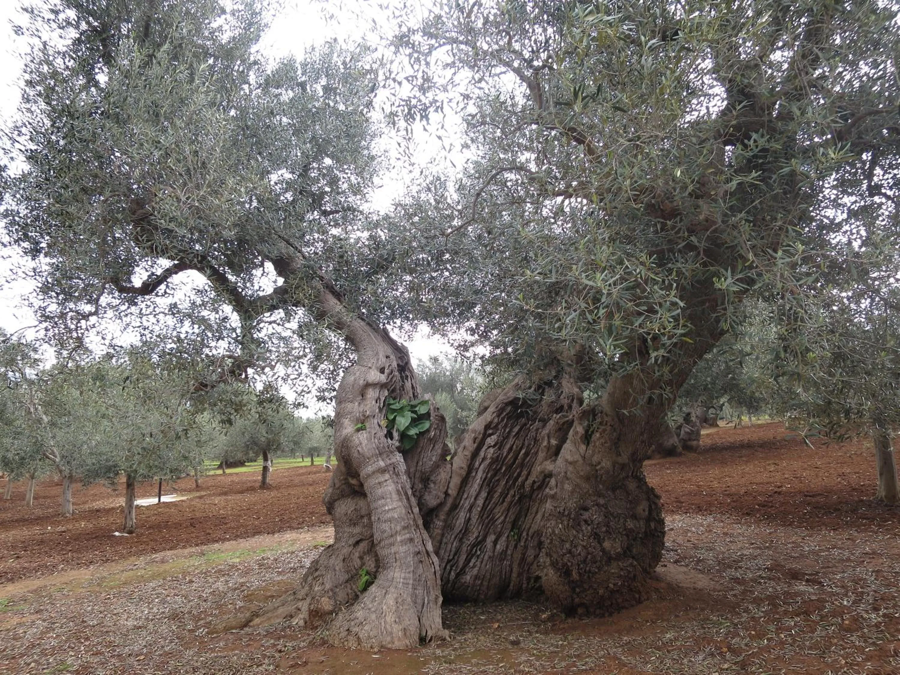 Other in Masseria San Martino