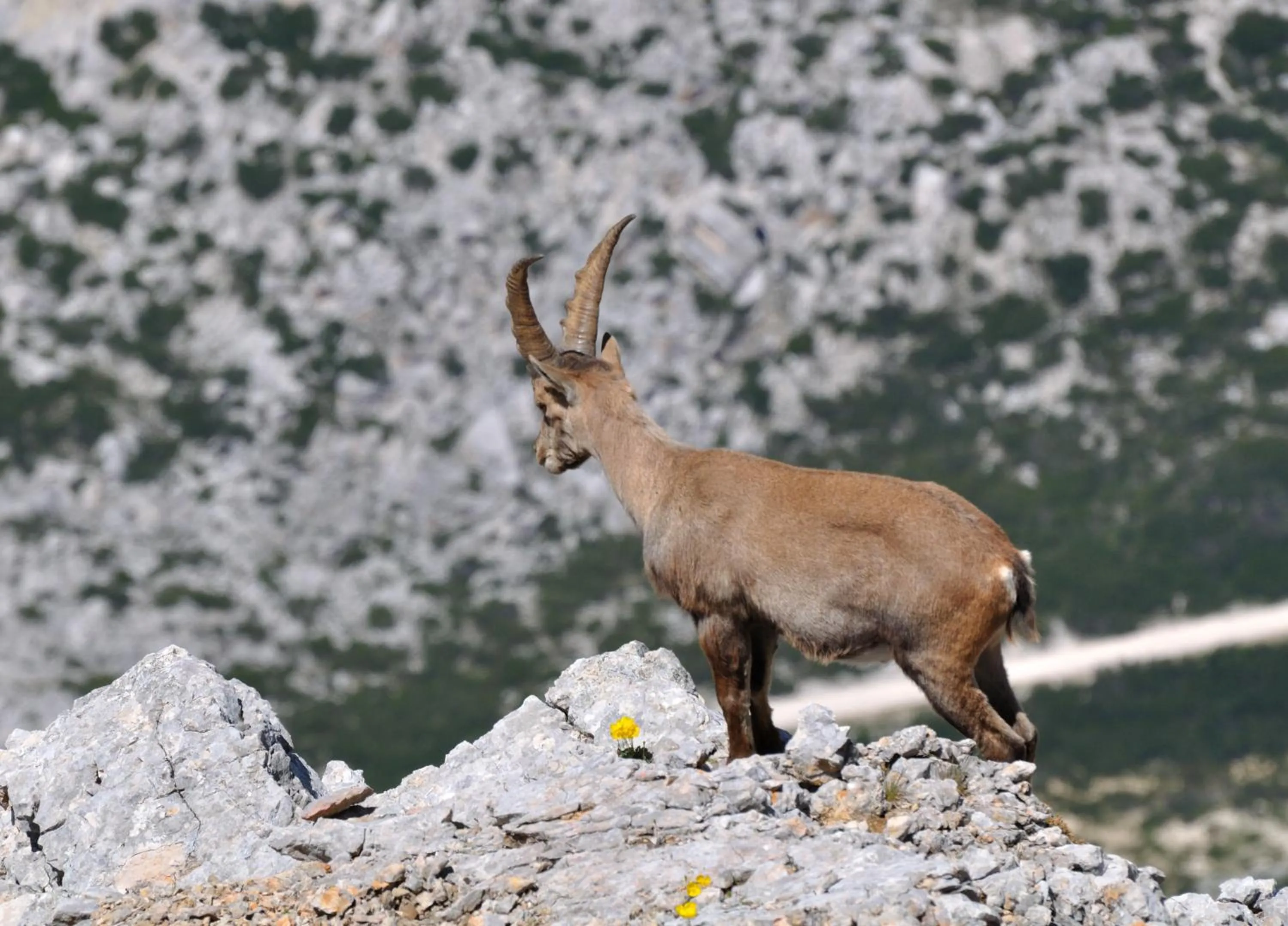 Animals in Hotel Teresa